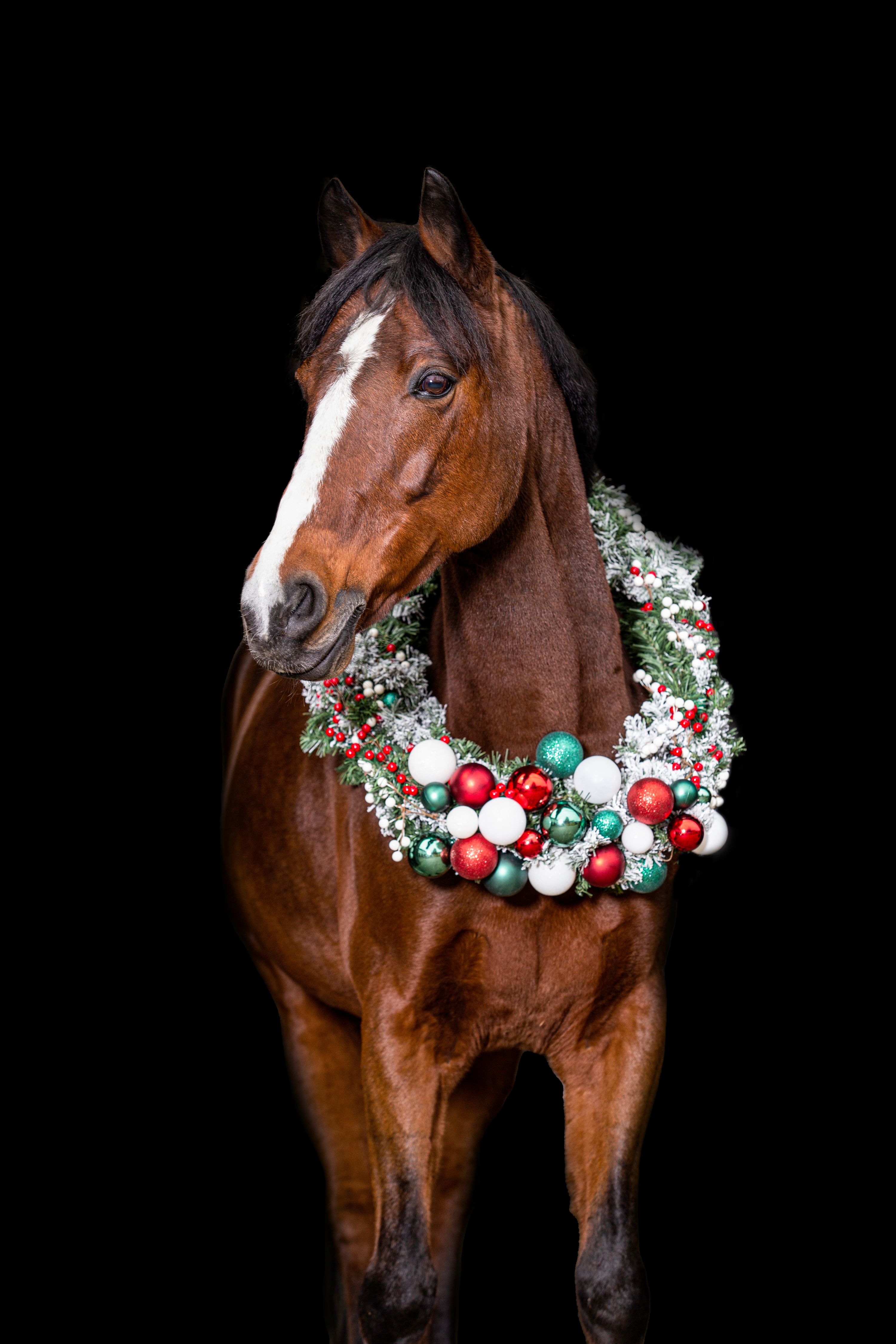 duitse-rijpony springpony merrie 17 år donkerbruin till salu - Foto 4