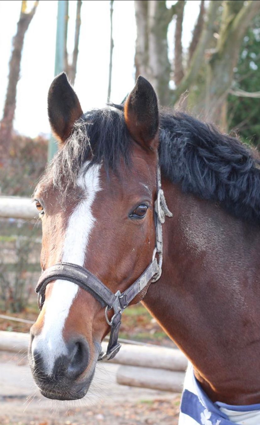 duitse-rijpony springpony merrie 17 år donkerbruin till salu - Foto 6