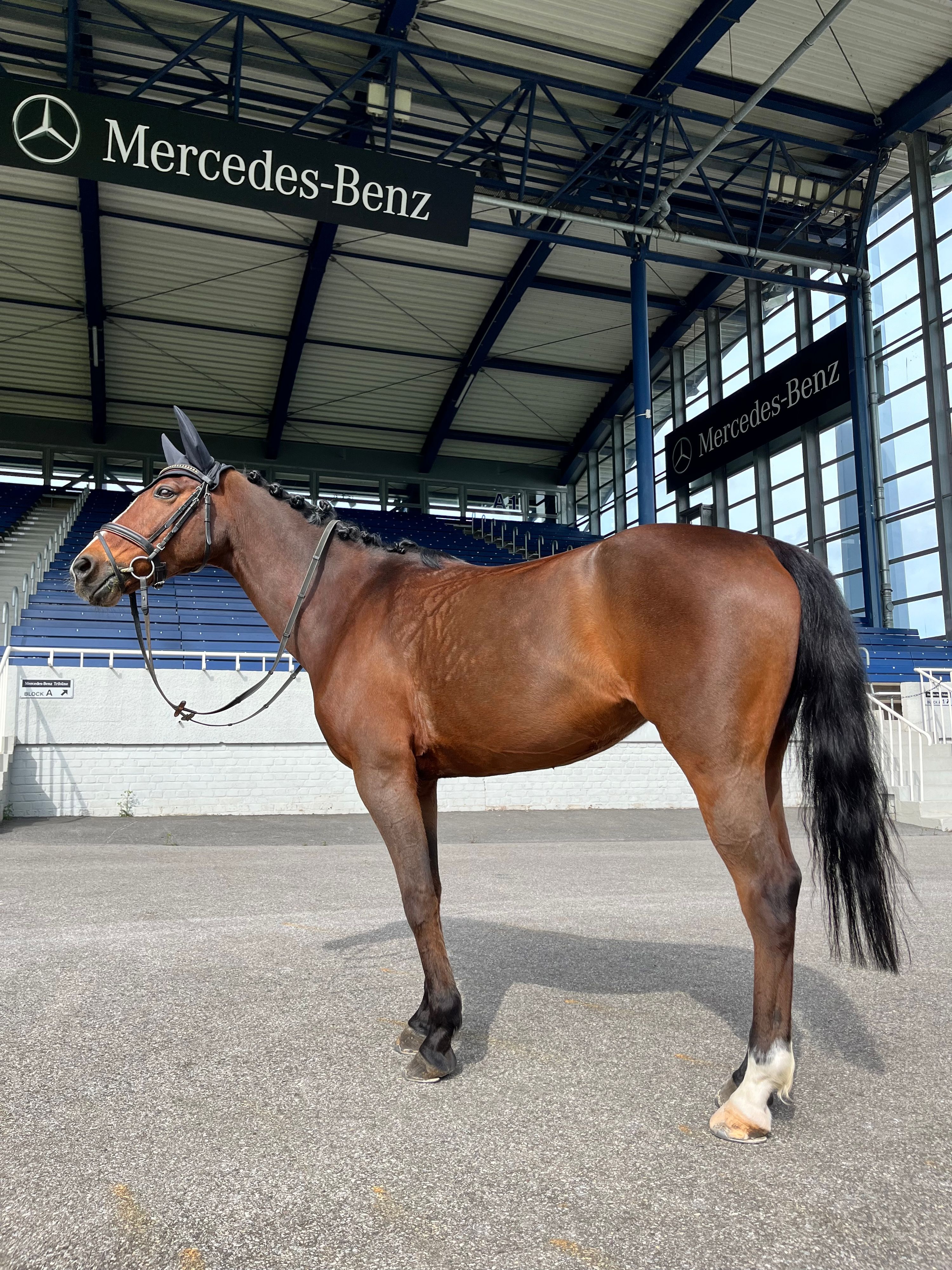 duitse-rijpony springpony merrie 17 år donkerbruin till salu - Foto 3