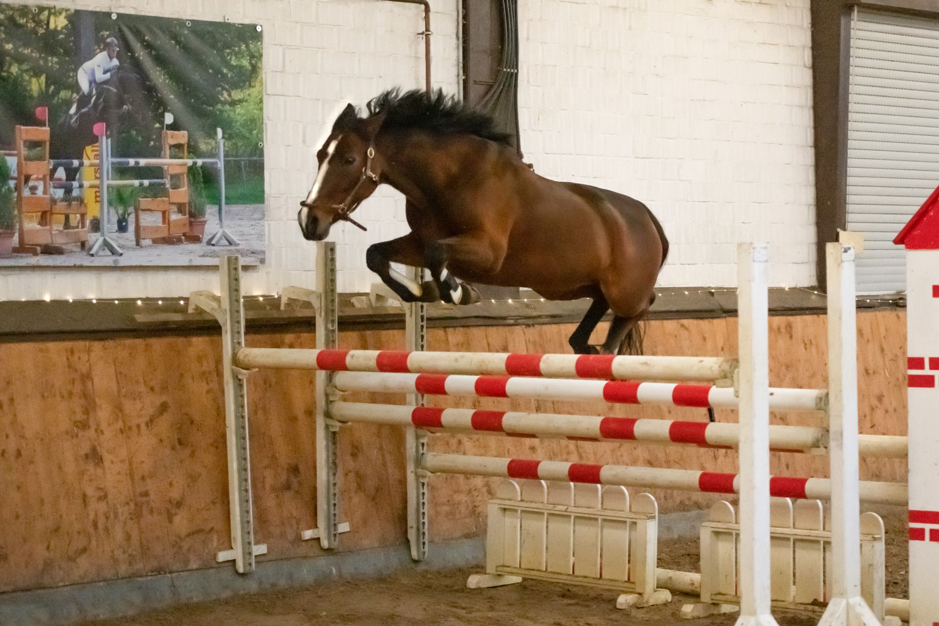 duitse-rijpony springpony merrie 17 år donkerbruin till salu - Foto 5
