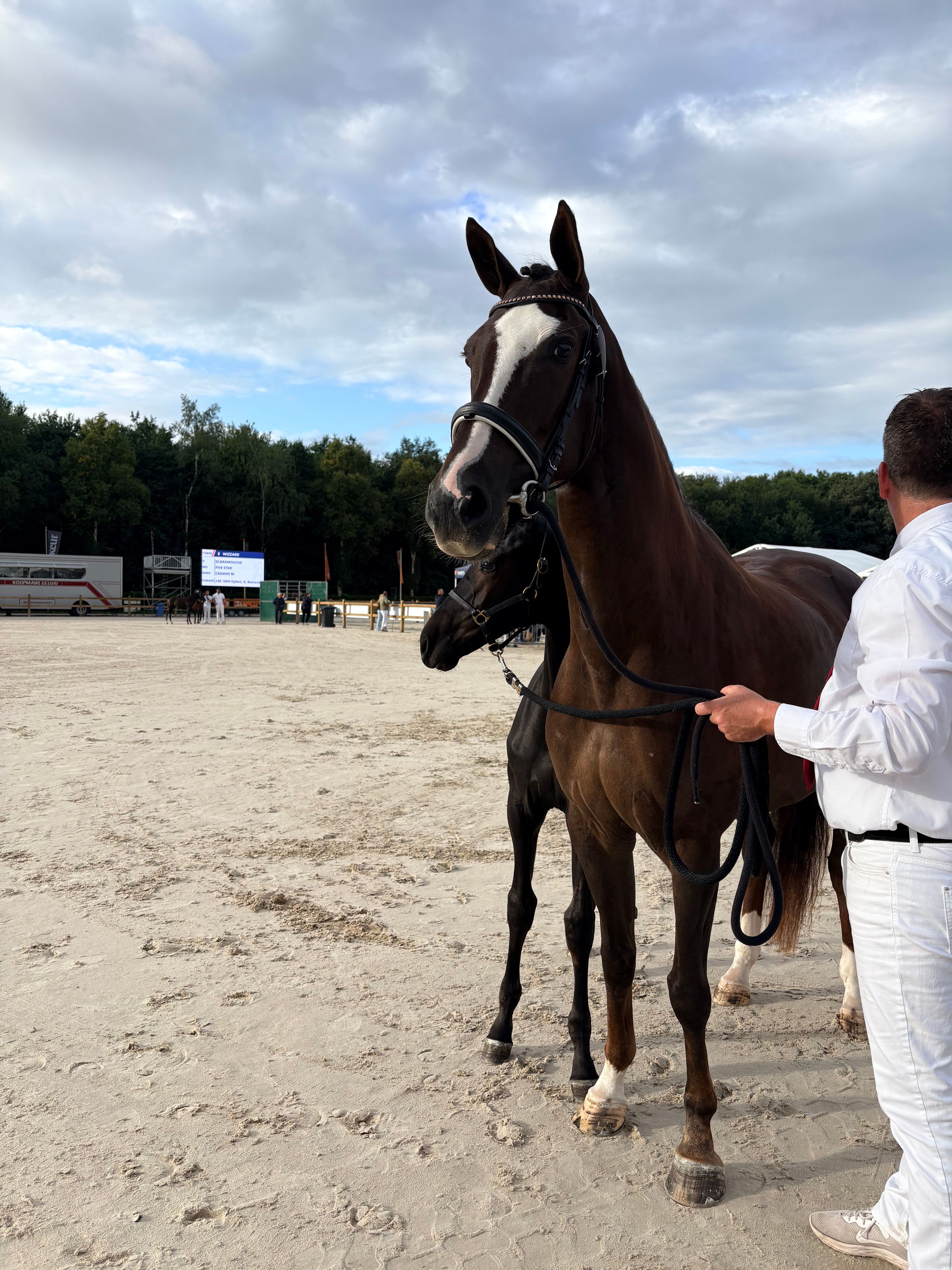 kwpn dressuurpaard hengst 0 Jahre alt zwart zu verkaufen - Foto 3