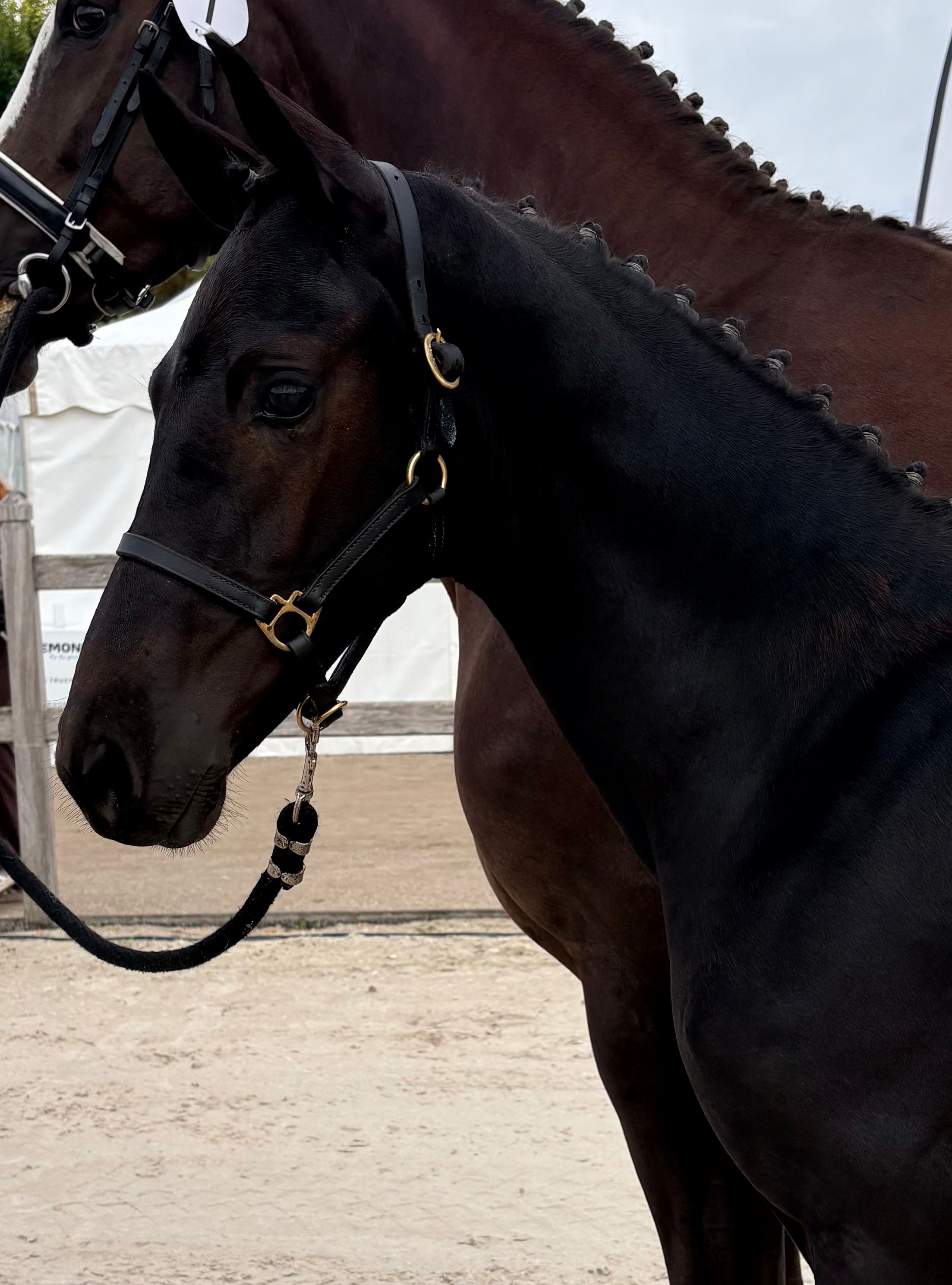 kwpn dressuurpaard hengst 0 Jahre alt zwart zu verkaufen - Foto 2