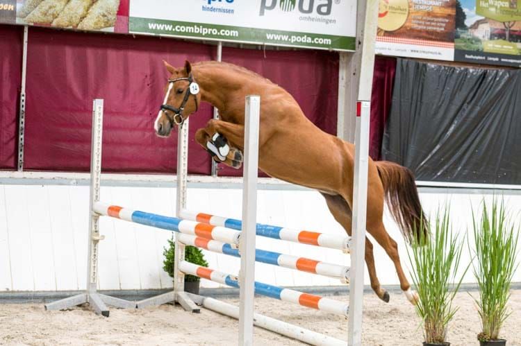 Liebes, talentiertes 5-jähriges Pony