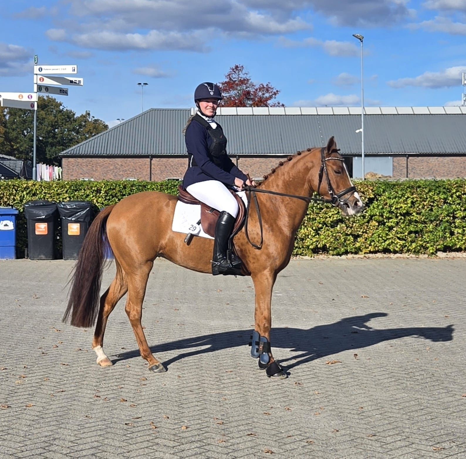 new-forest allround-pony merrie 5 Jahre alt vos zu verkaufen - Foto 2