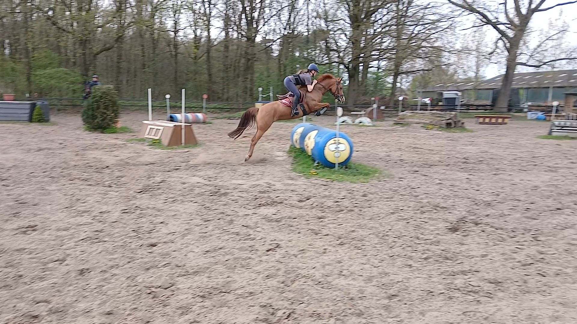 new-forest allround-pony merrie 5 Jahre alt vos zu verkaufen - Foto 3