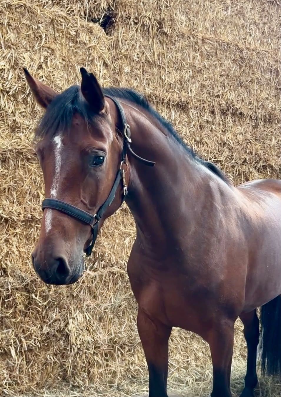 kwpn springpony merrie 3 lat bruin na sprzedaż - Zdjęcie 2