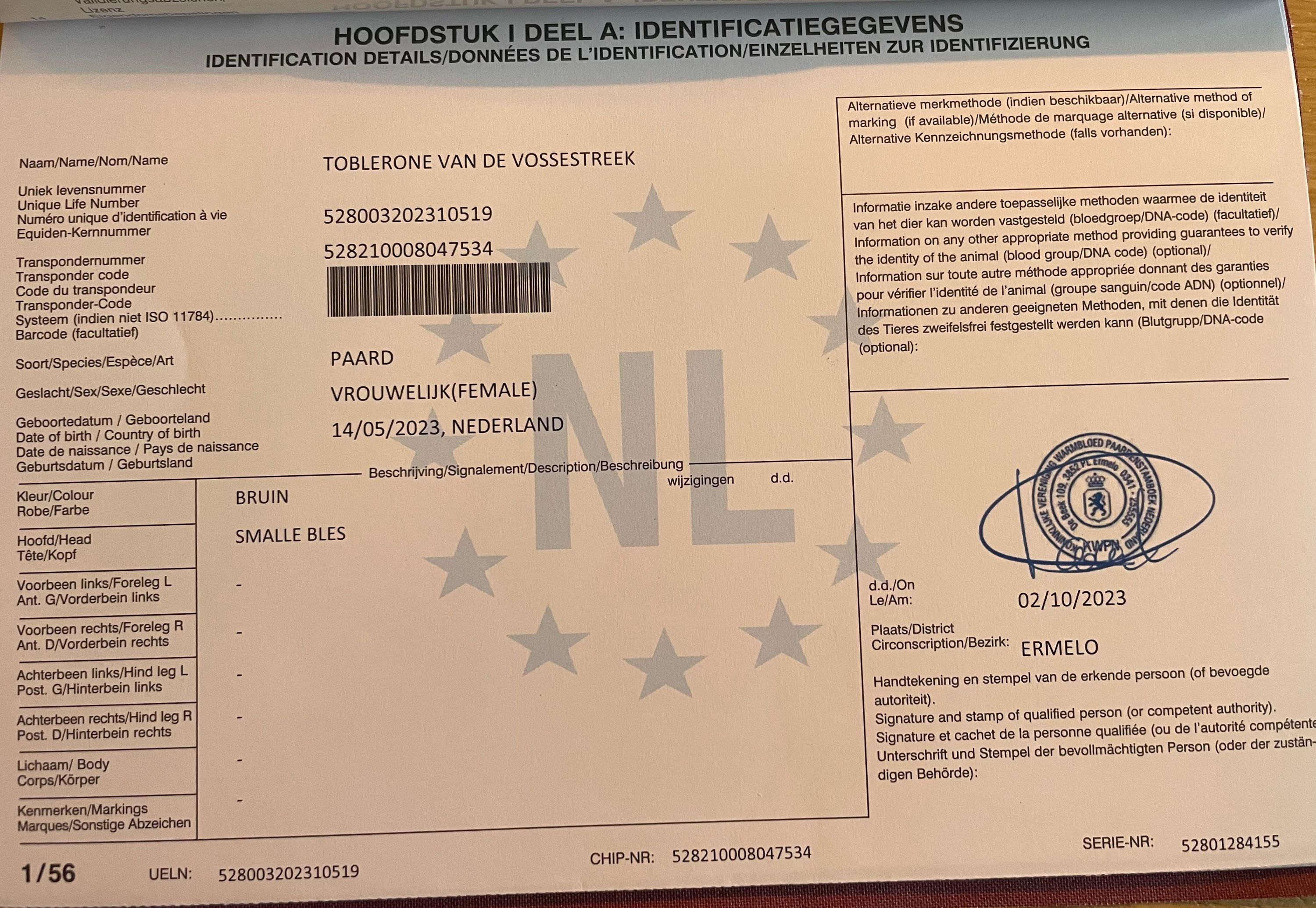 kwpn springpony merrie 3 lat bruin na sprzedaż - Zdjęcie 3