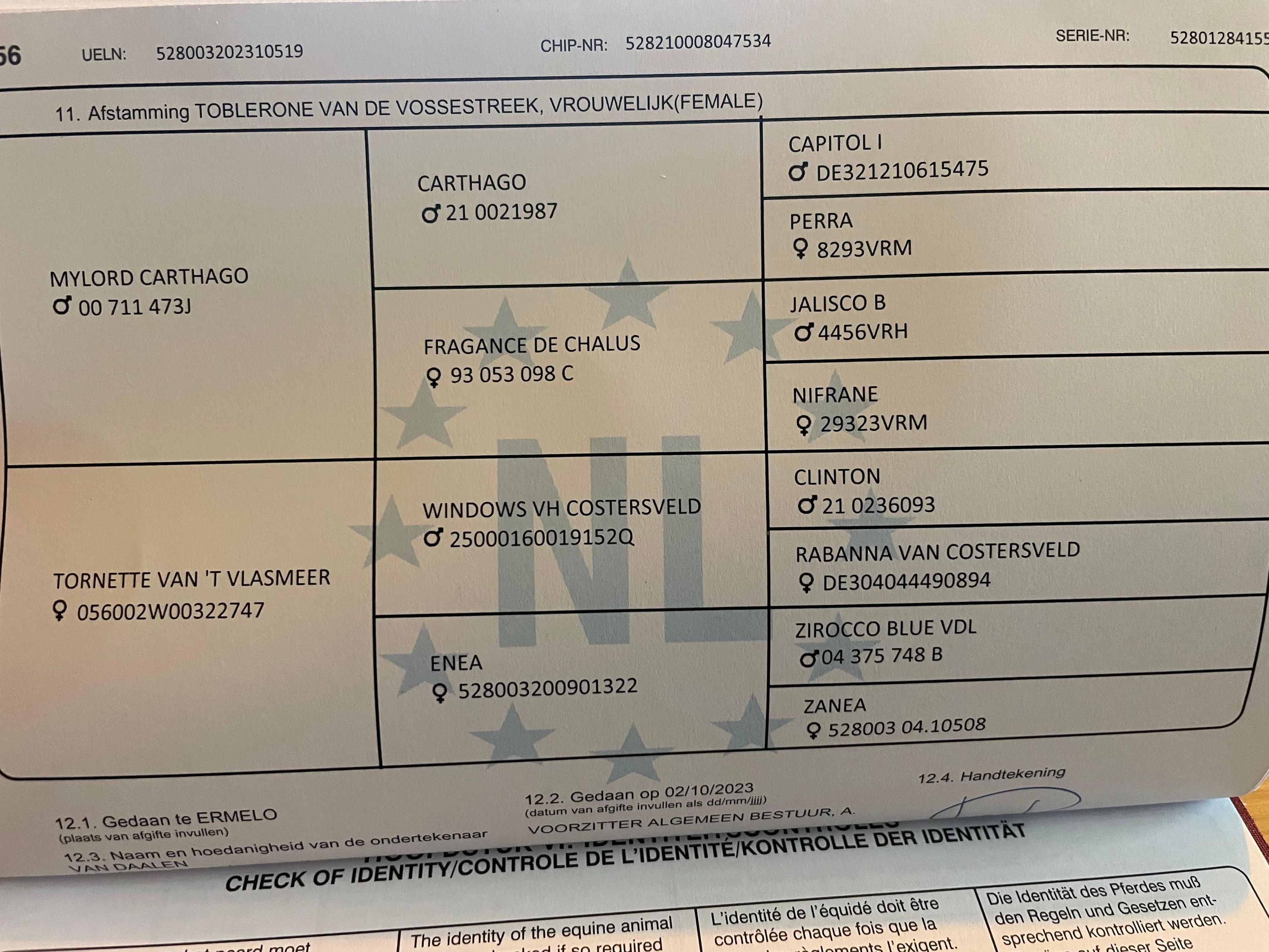 kwpn springpony merrie 3 lat bruin na sprzedaż - Zdjęcie 4