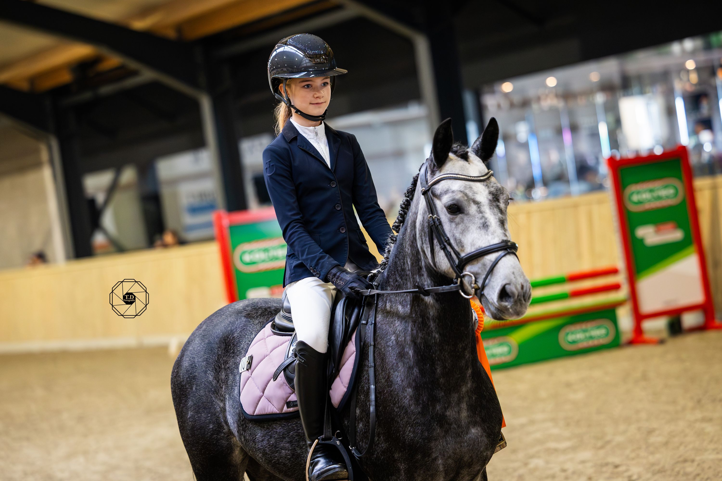 new-forest springpony merrie 4 år schimmel til salg - Foto 4