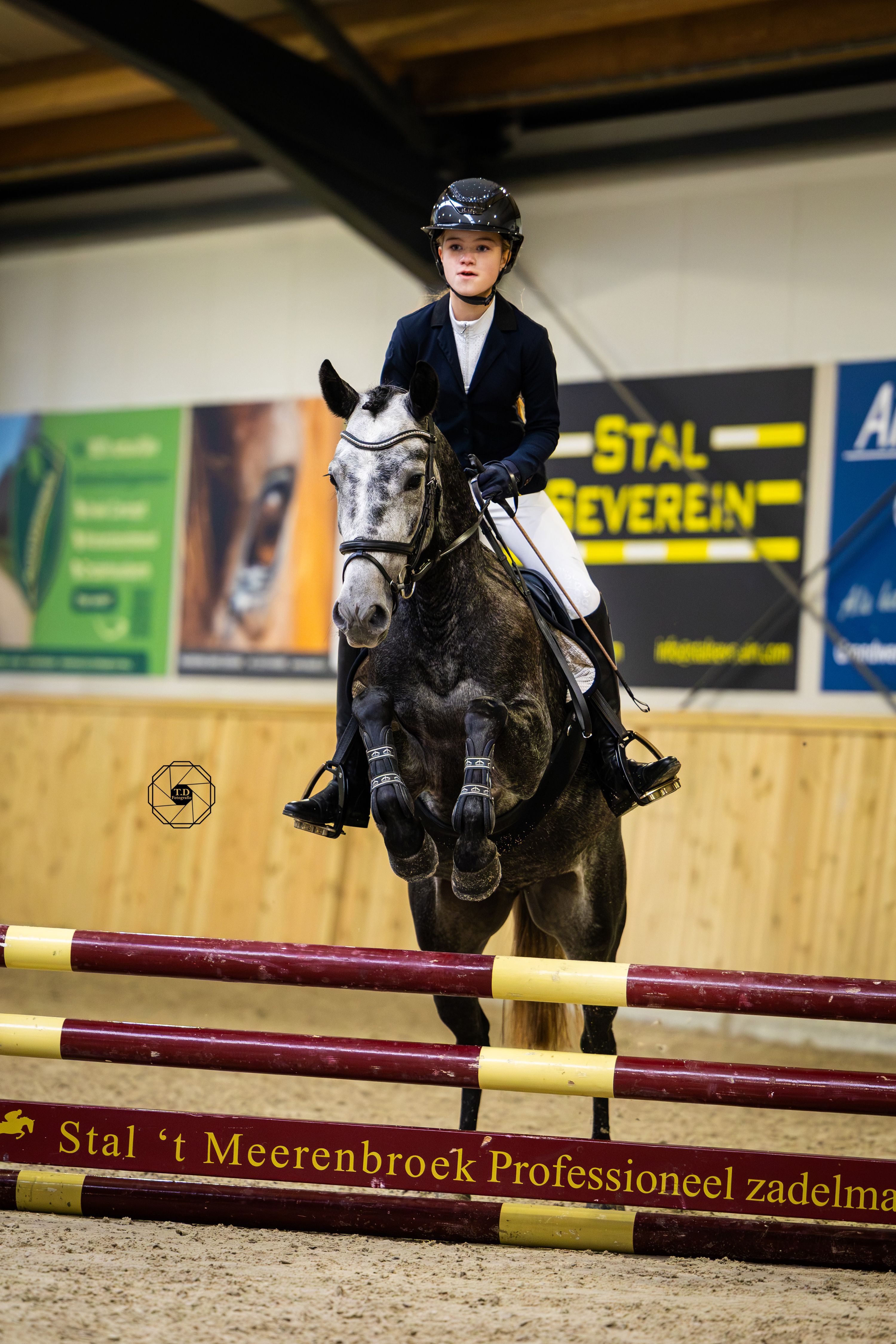 new-forest springpony merrie 4 år schimmel til salg - Foto 6