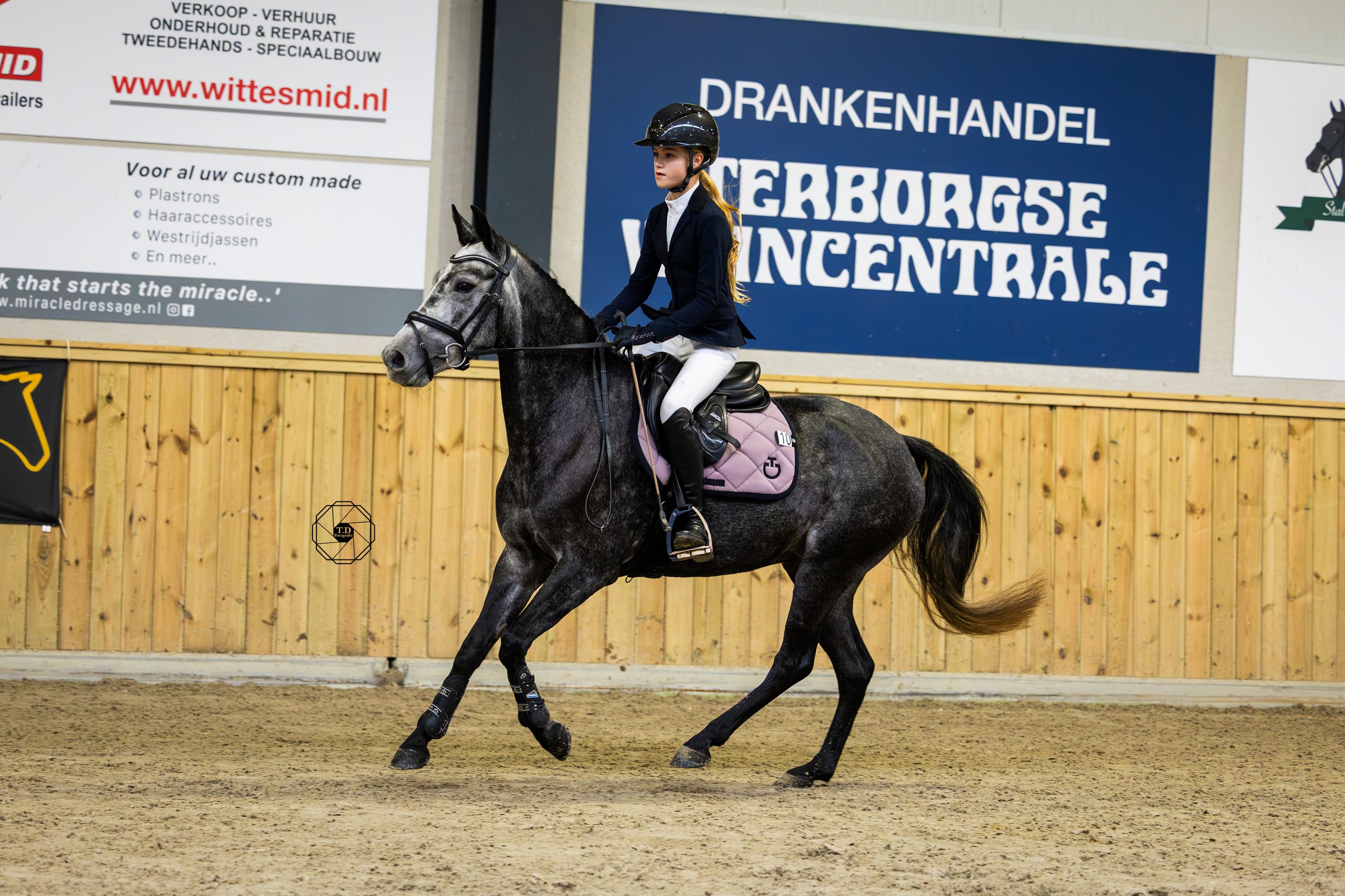 new-forest springpony merrie 4 år schimmel til salg - Foto 3