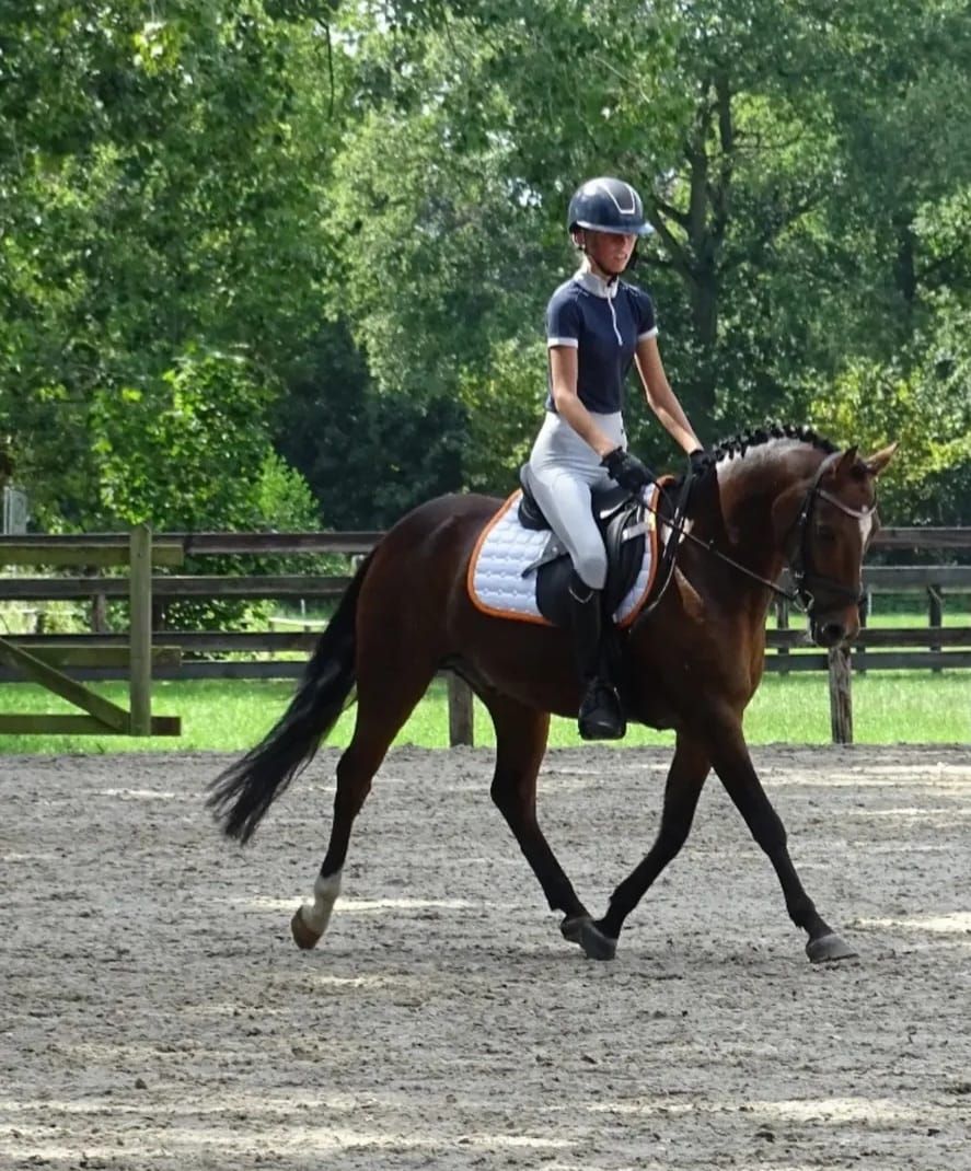 allround-pony ruin 9 år bruin till salu - Foto 2