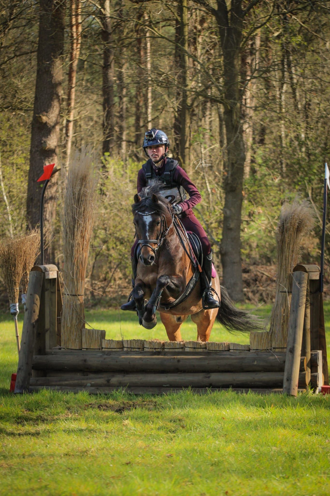 allround-pony ruin 9 år bruin till salu - Foto 3