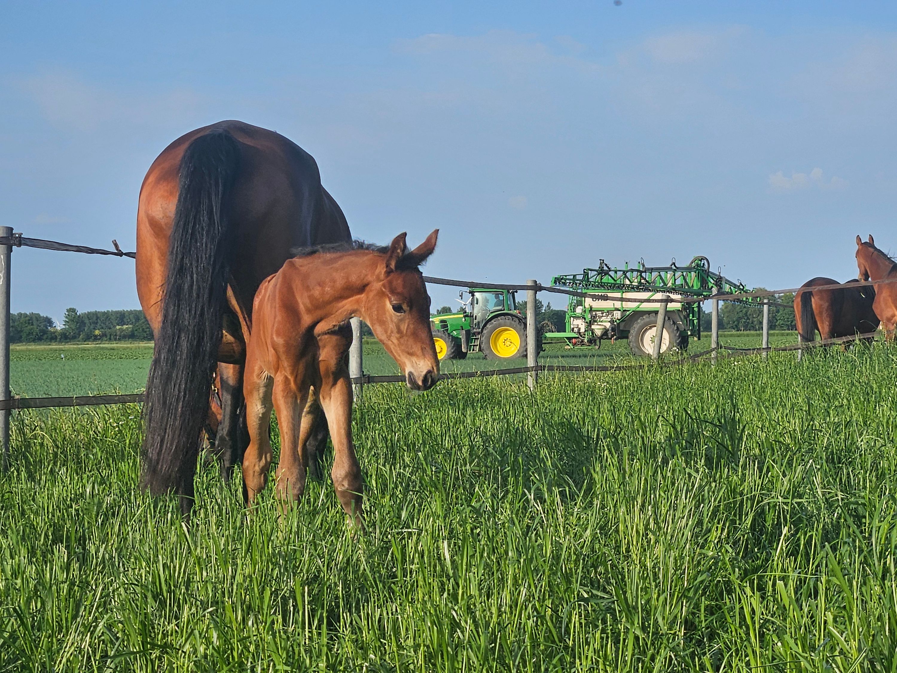 Hengstveulen van Red Viper uit ELITE SPORT IBOP D-OC ZZ-LICHT