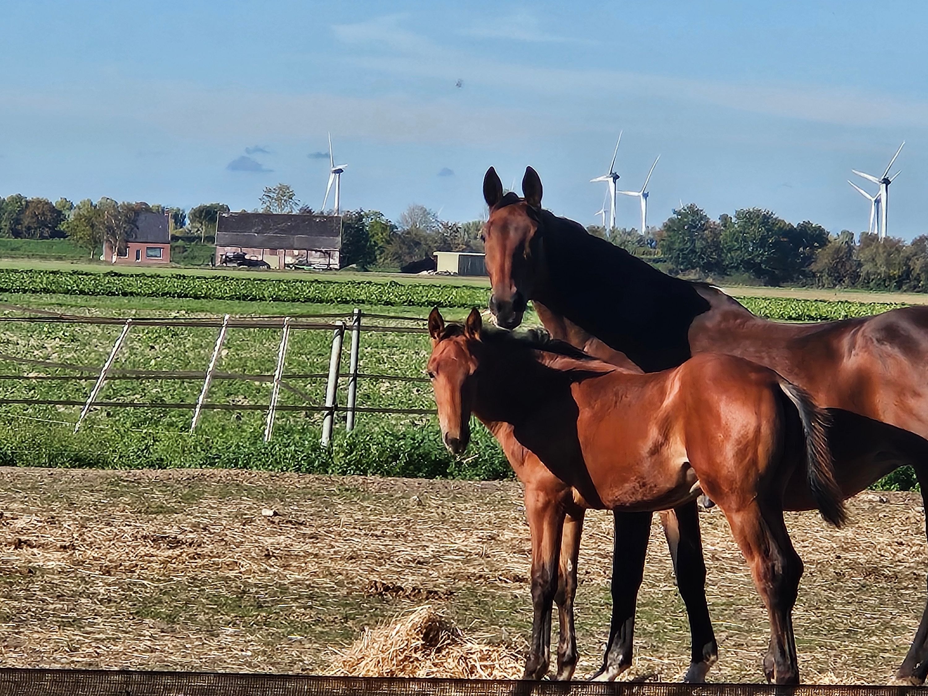 kwpn dressuurpaard hengst 0 år bruin till salu - Foto 3