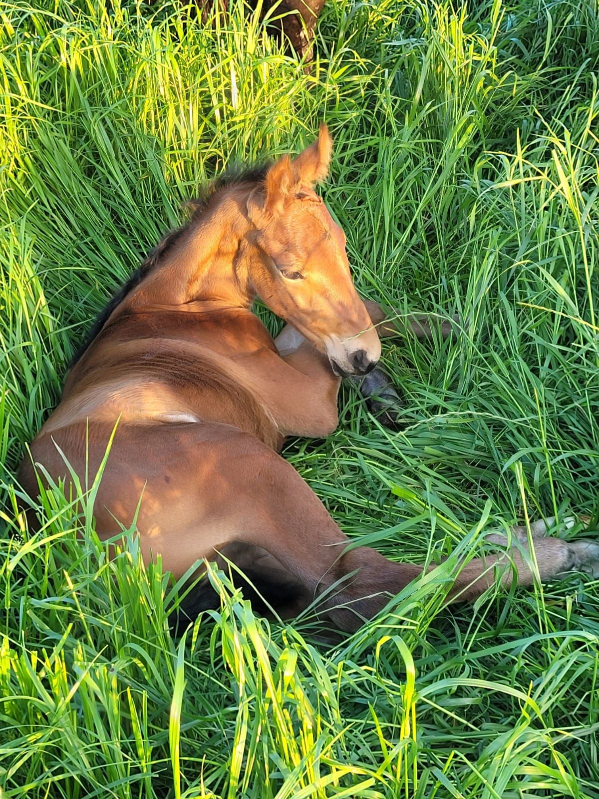 kwpn dressuurpaard hengst 0 år bruin till salu - Foto 2