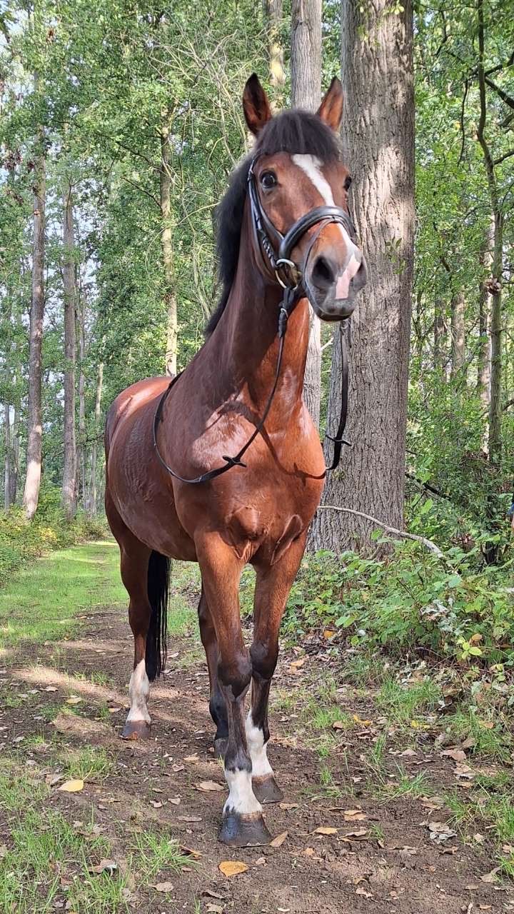 springpony ruin 19 år till salu - Foto 6