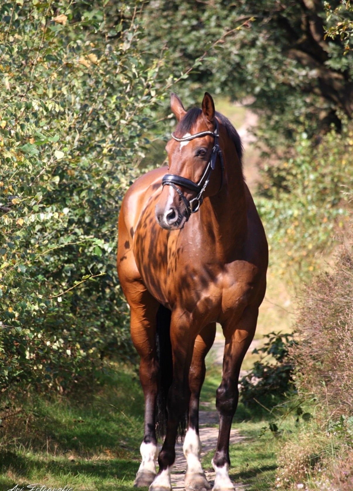 kwpn dressuurpaard ruin 11 år donkerbruin till salu - Foto 4