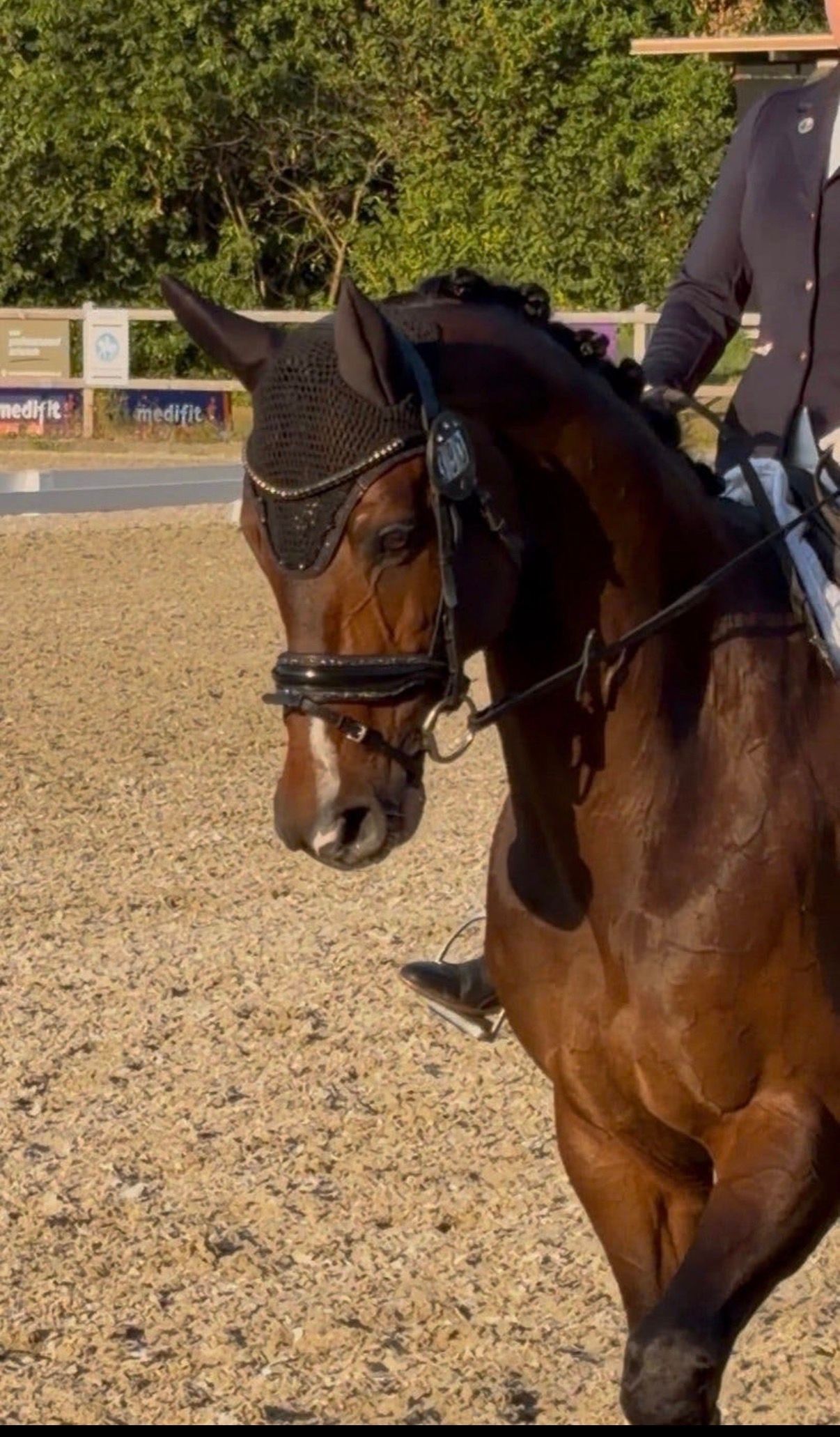 kwpn dressuurpaard ruin 11 år donkerbruin till salu - Foto 5