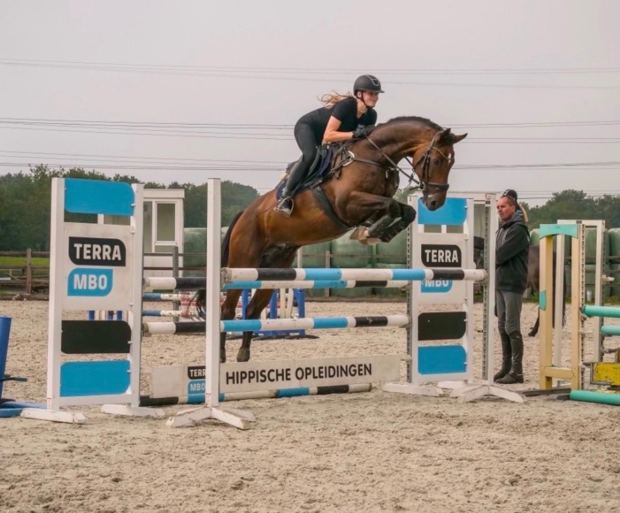 kwpn dressuurpaard ruin 11 år donkerbruin till salu - Foto 6