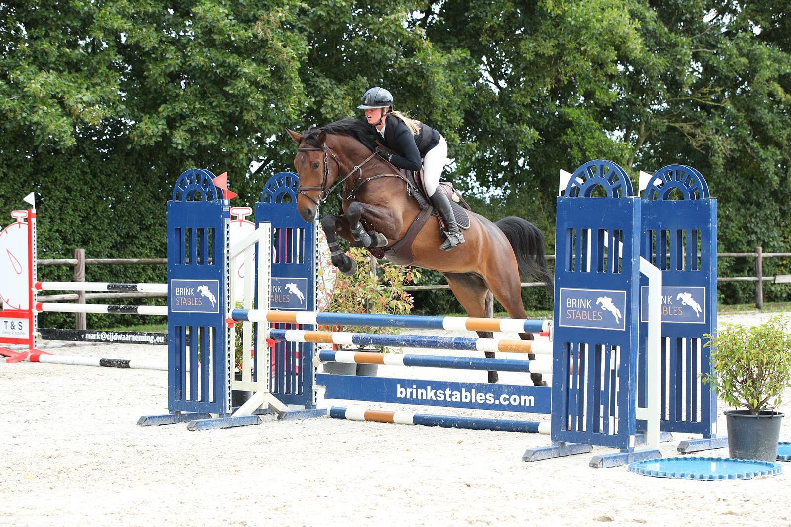 6yo mare by Pegase van 't Ruytershof x Diamant de Semilly