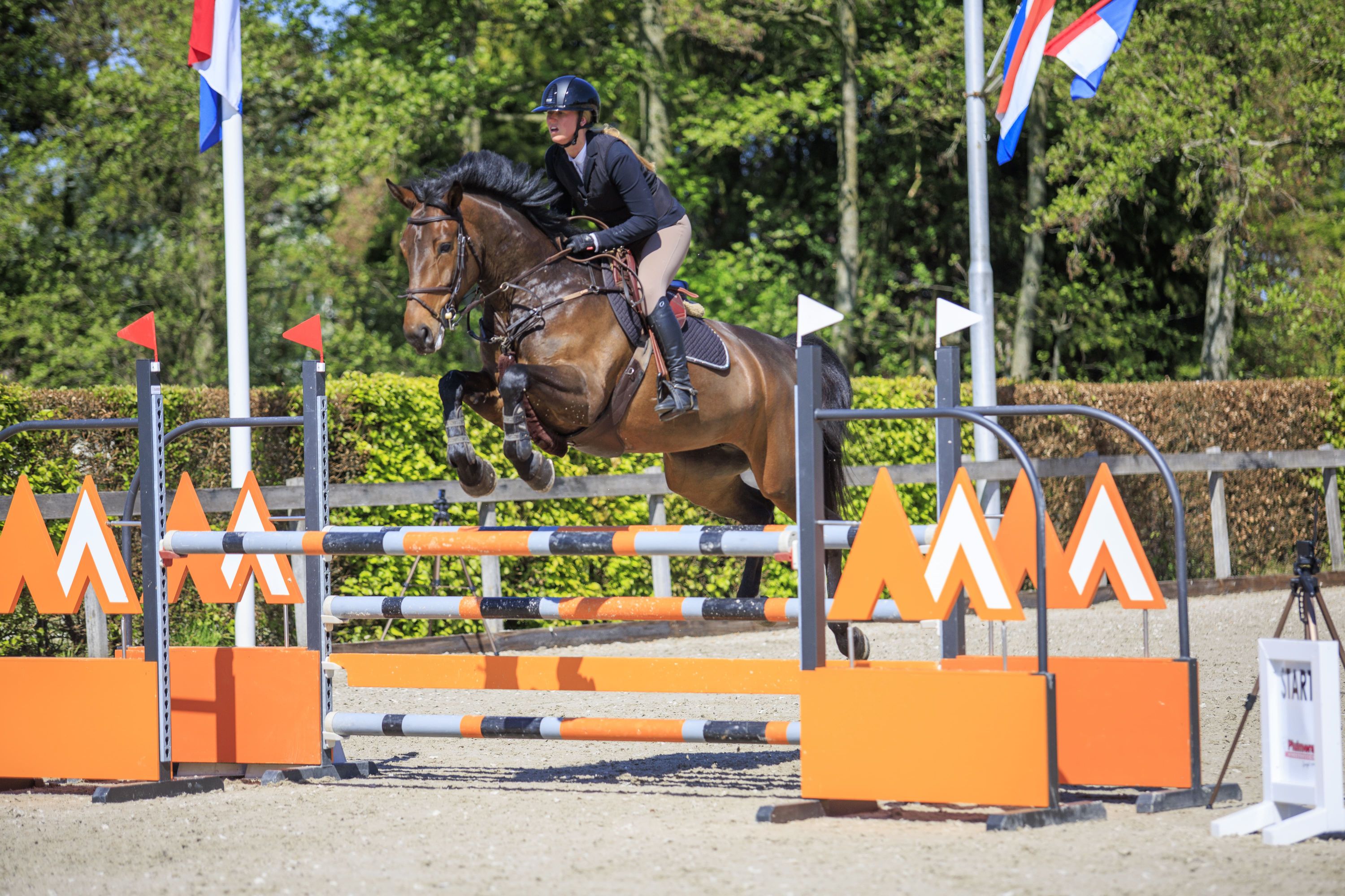 zangersheide springpaard merrie 6 rokov donkerbruin na predaj - Foto 2
