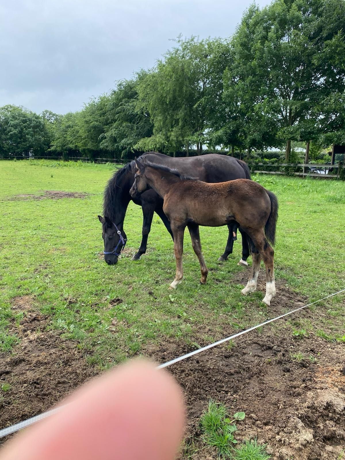 kwpn dressuurpaard hengst 0 år zwart till salu - Foto 2