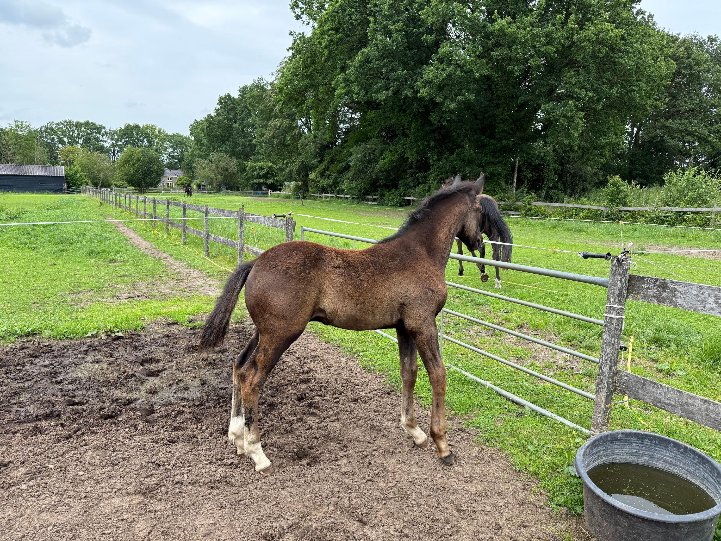 kwpn dressuurpaard hengst 0 år zwart till salu - Foto 3