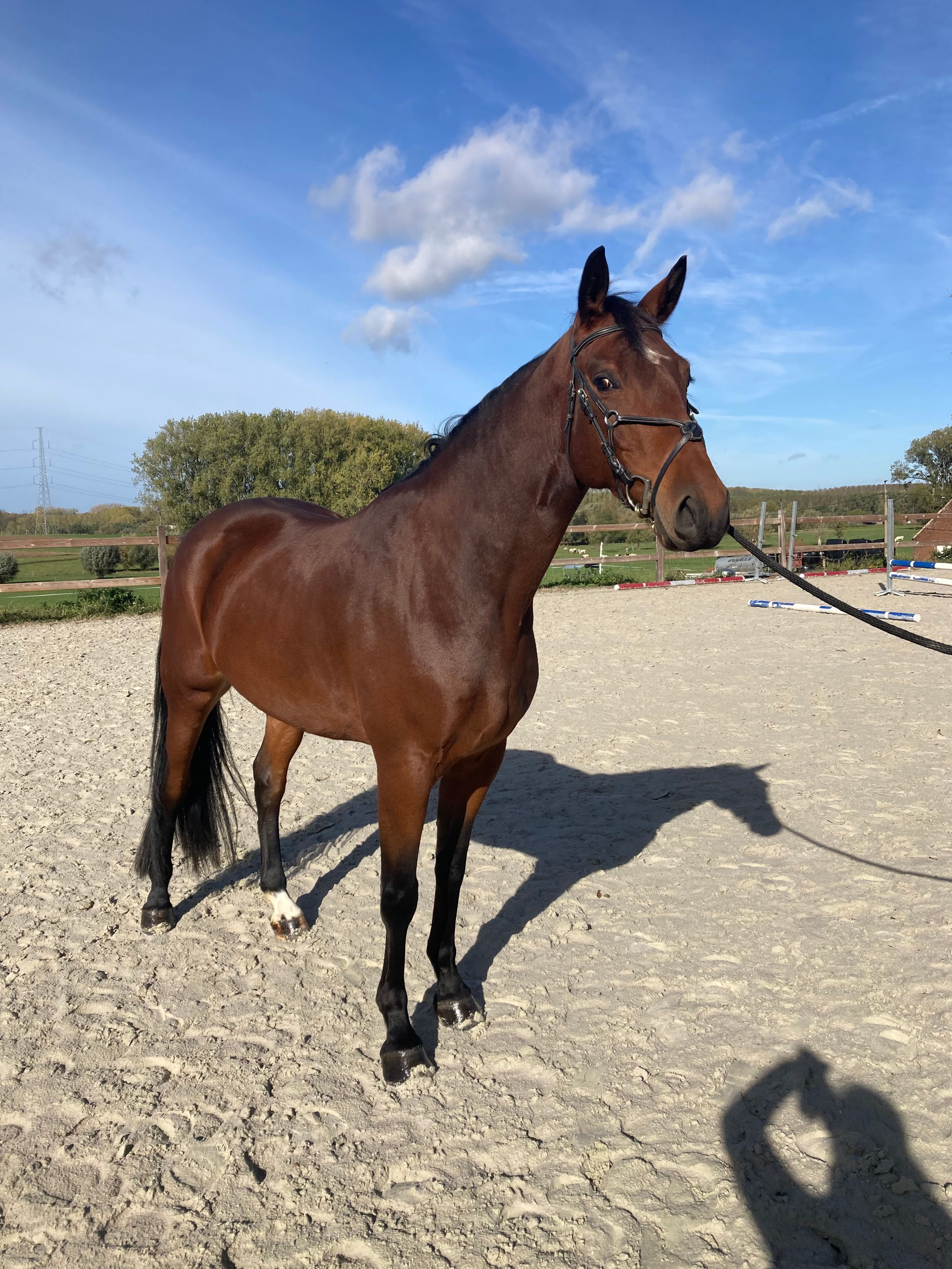 Capón de 4 años super noble en venta