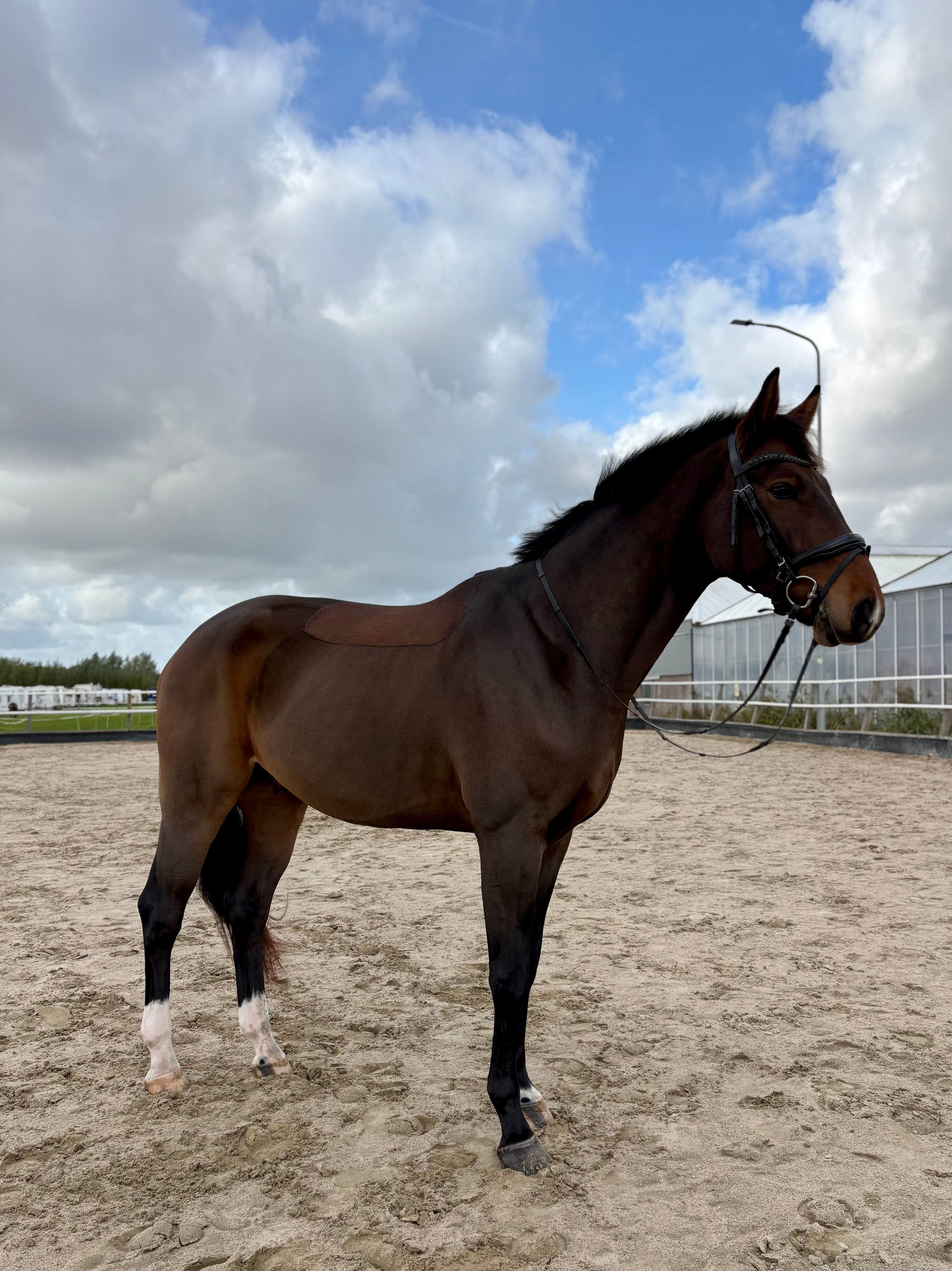 dressuurpaard ruin 3 years old donkerbruin for sale - Photo 2