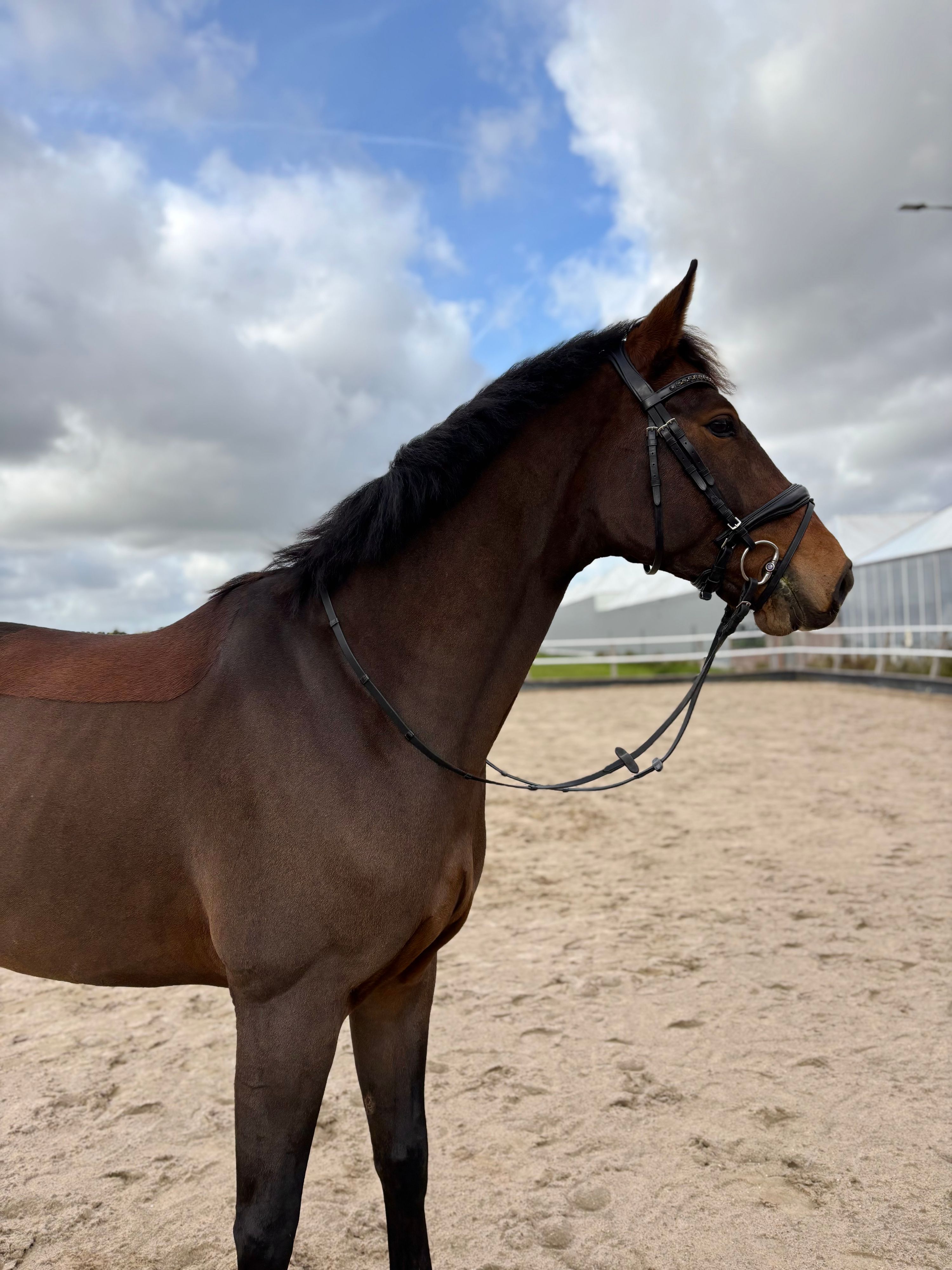 dressuurpaard ruin 3 years old donkerbruin for sale - Photo 4