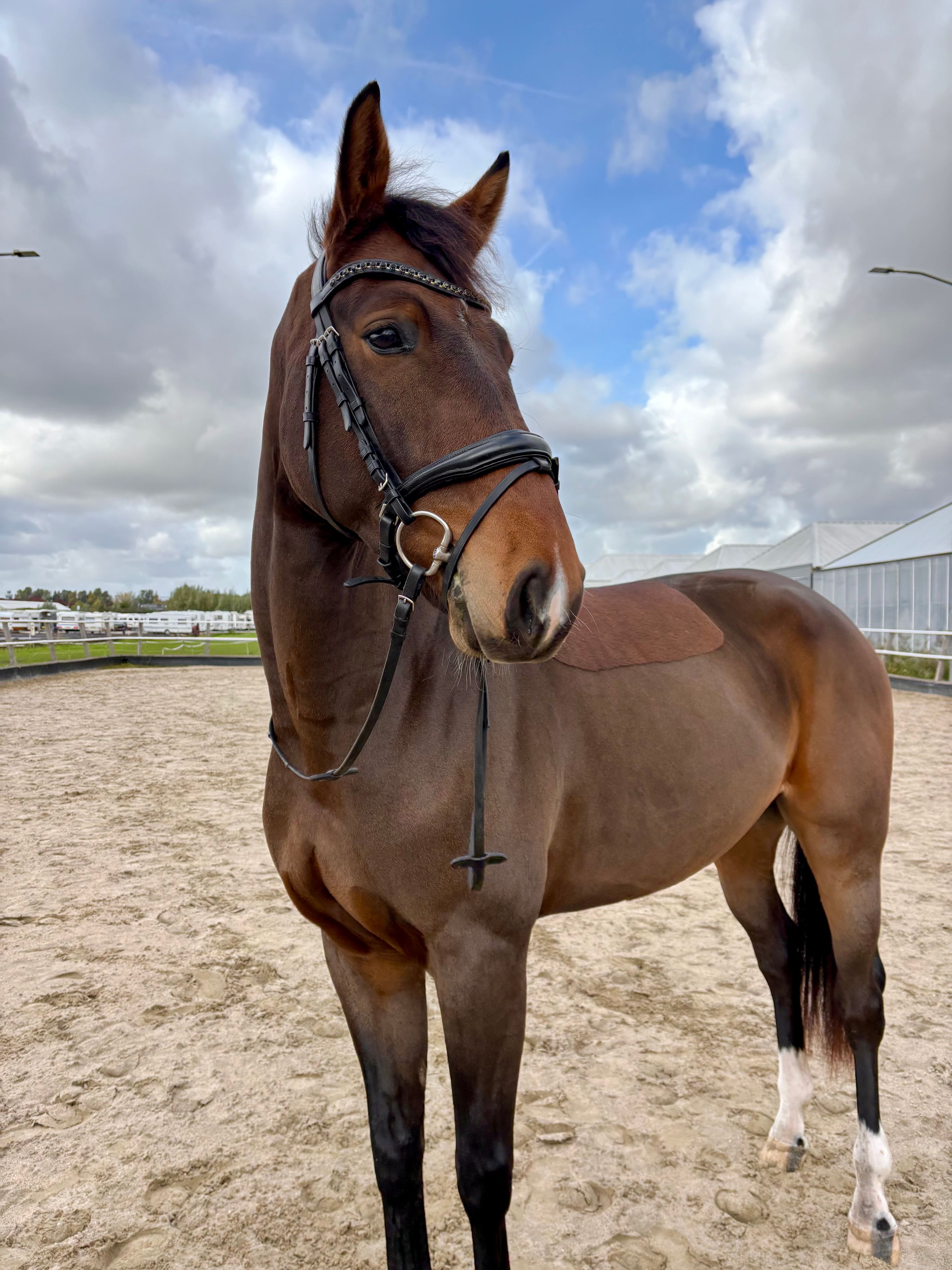 dressuurpaard ruin 3 years old donkerbruin for sale - Photo 3