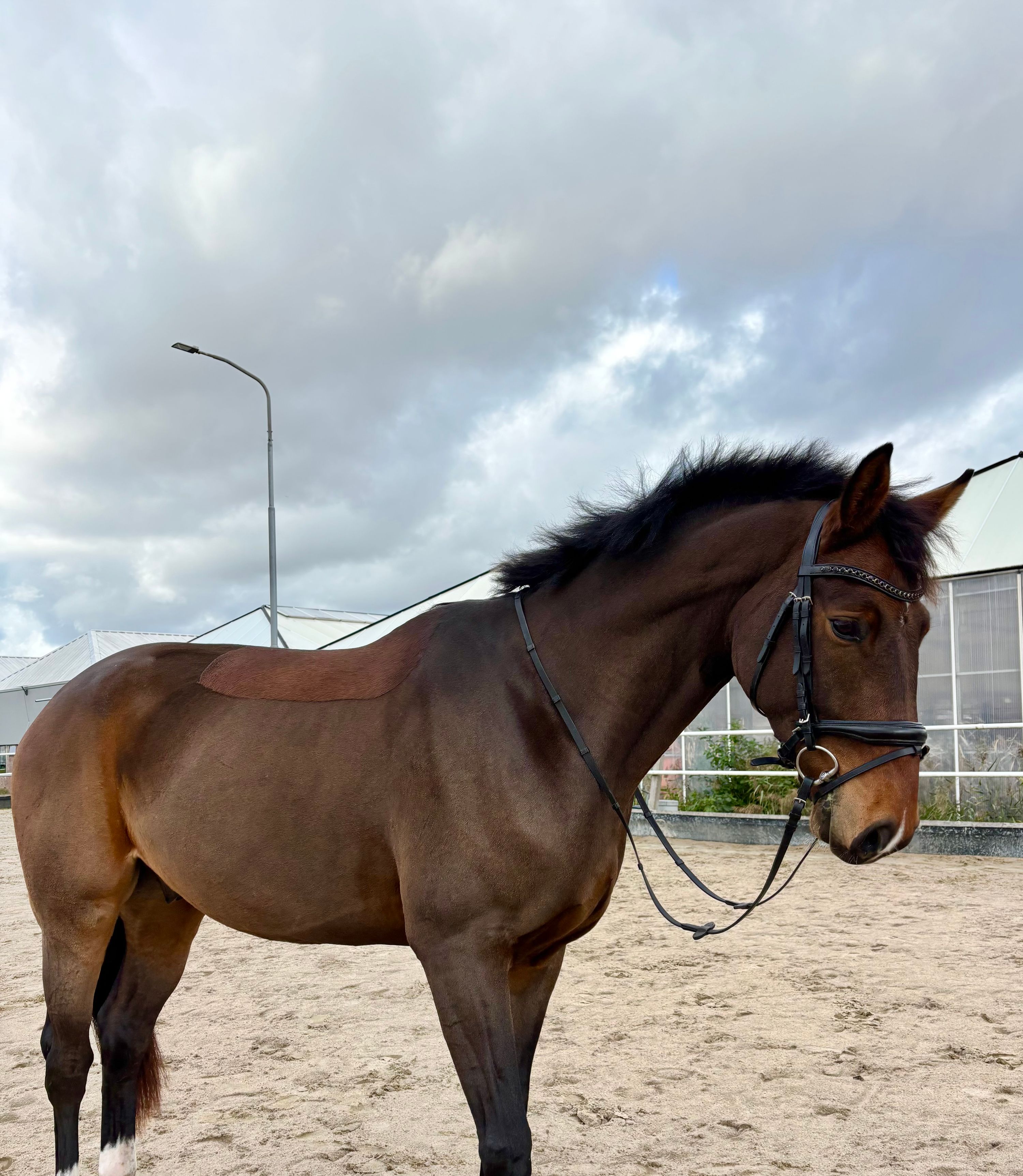 dressuurpaard ruin 3 years old donkerbruin for sale - Photo 5