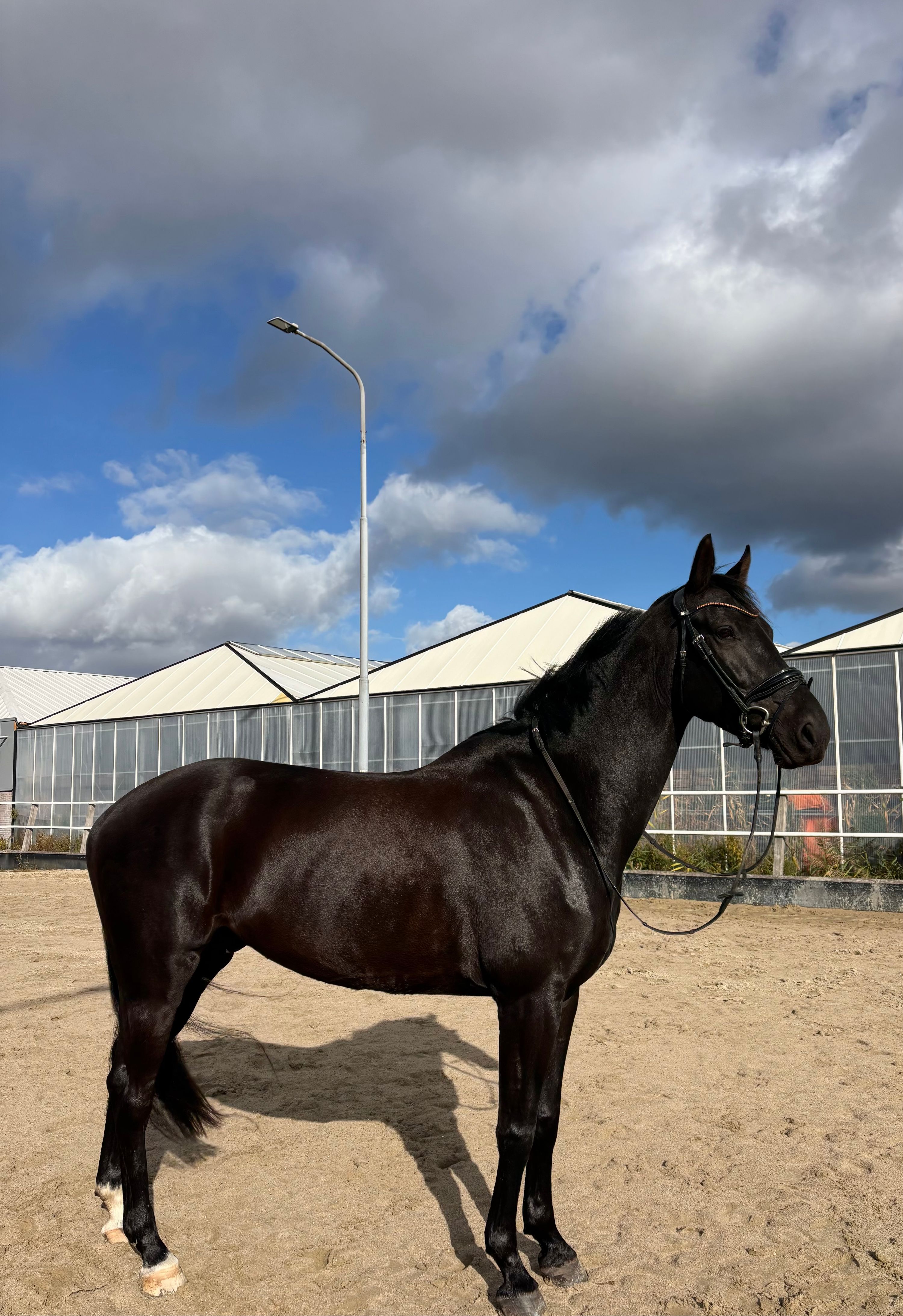 kwpn dressuurpony ruin 7 years old zwart for sale - Photo 2