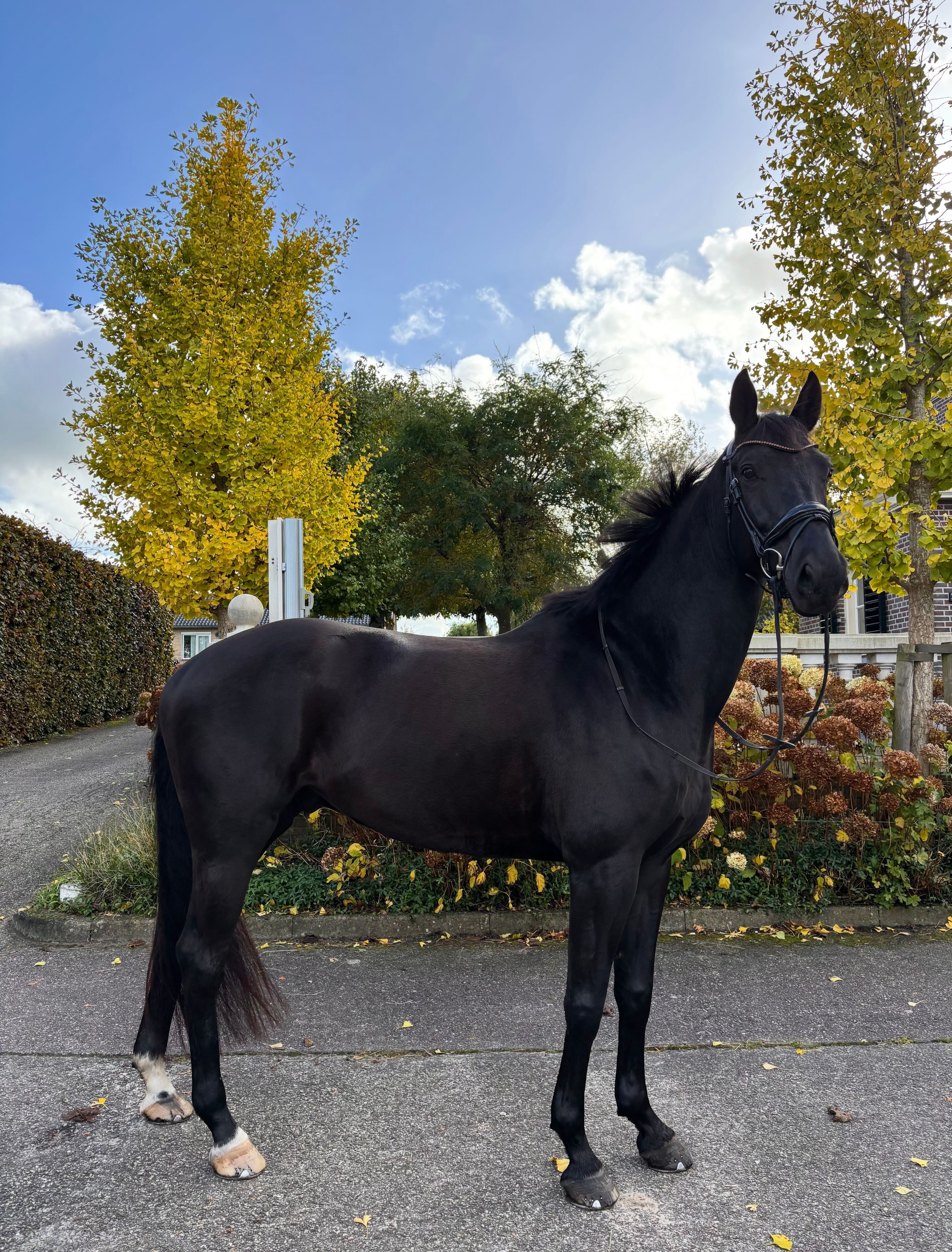 kwpn dressuurpony ruin 7 years old zwart for sale - Photo 3