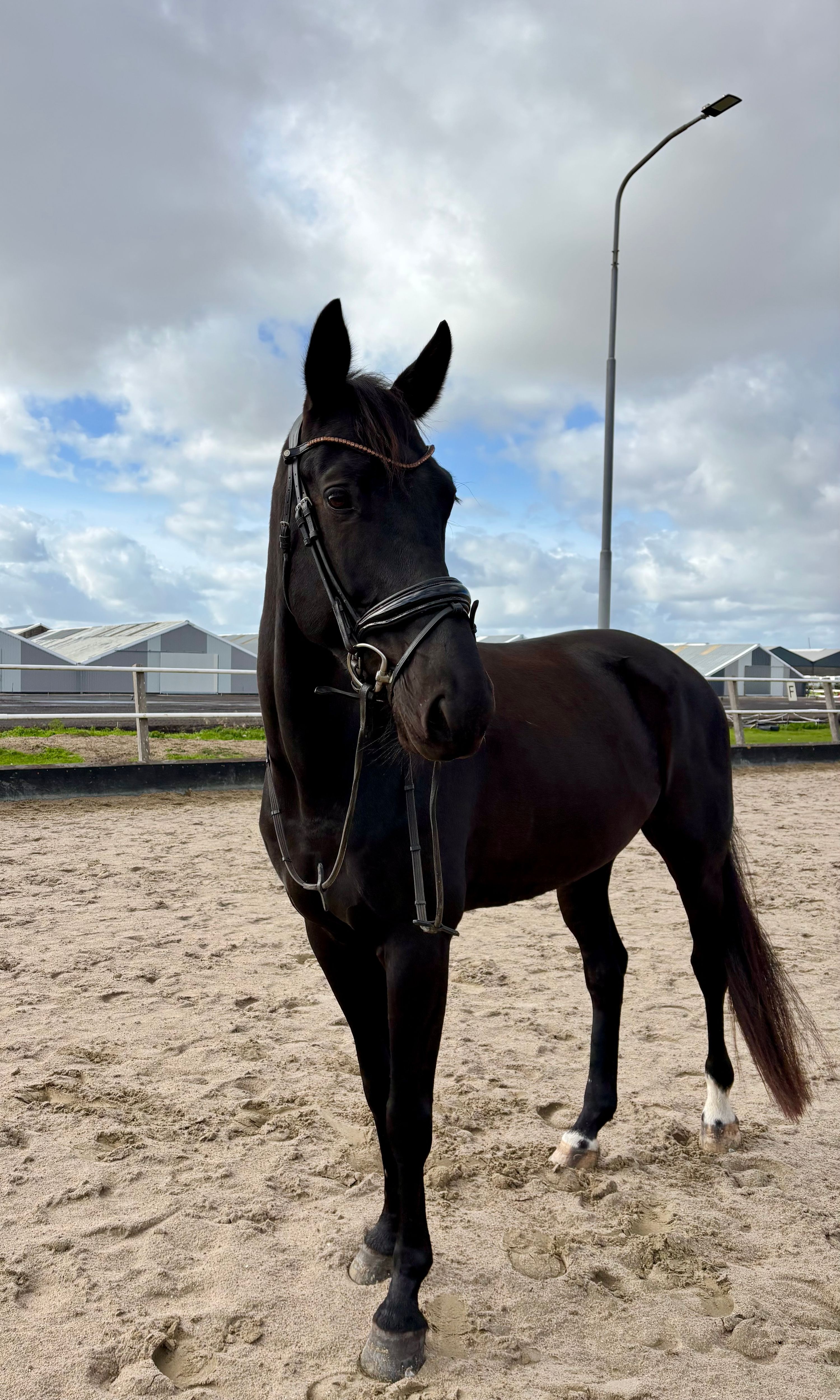 ✨Talentiertes Dressurpony zu verkaufen✨