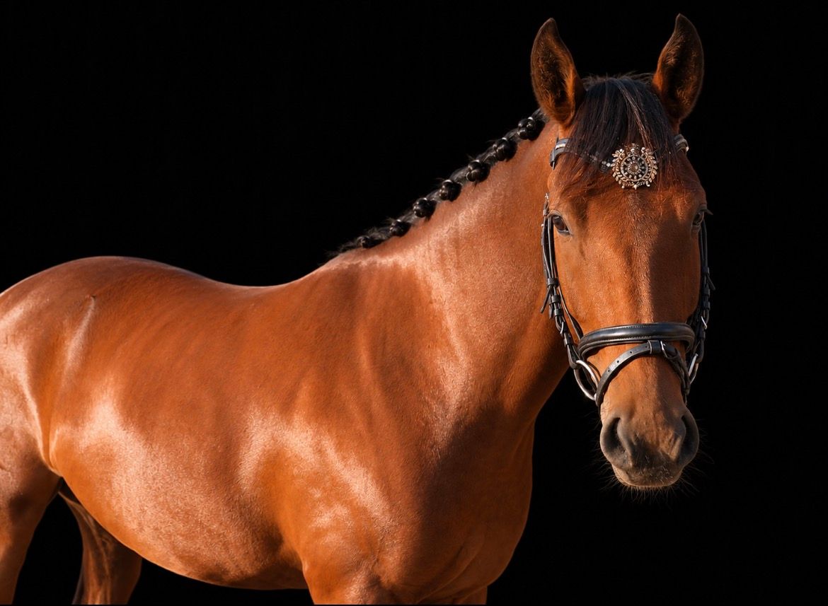 new-forest allround-pony ruin 4 år bruin till salu - Foto 4