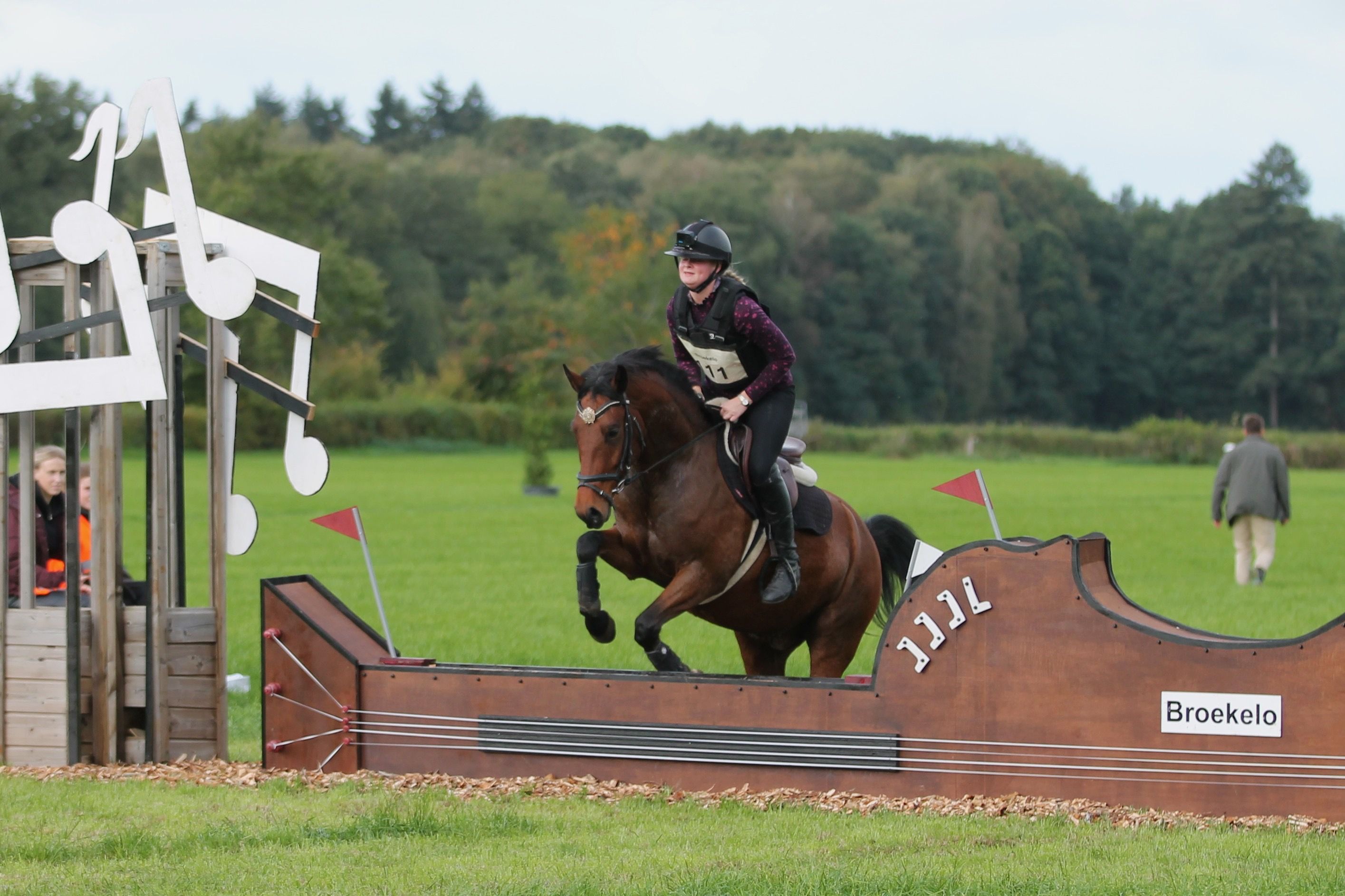 new-forest allround-pony ruin 4 år bruin till salu - Foto 5