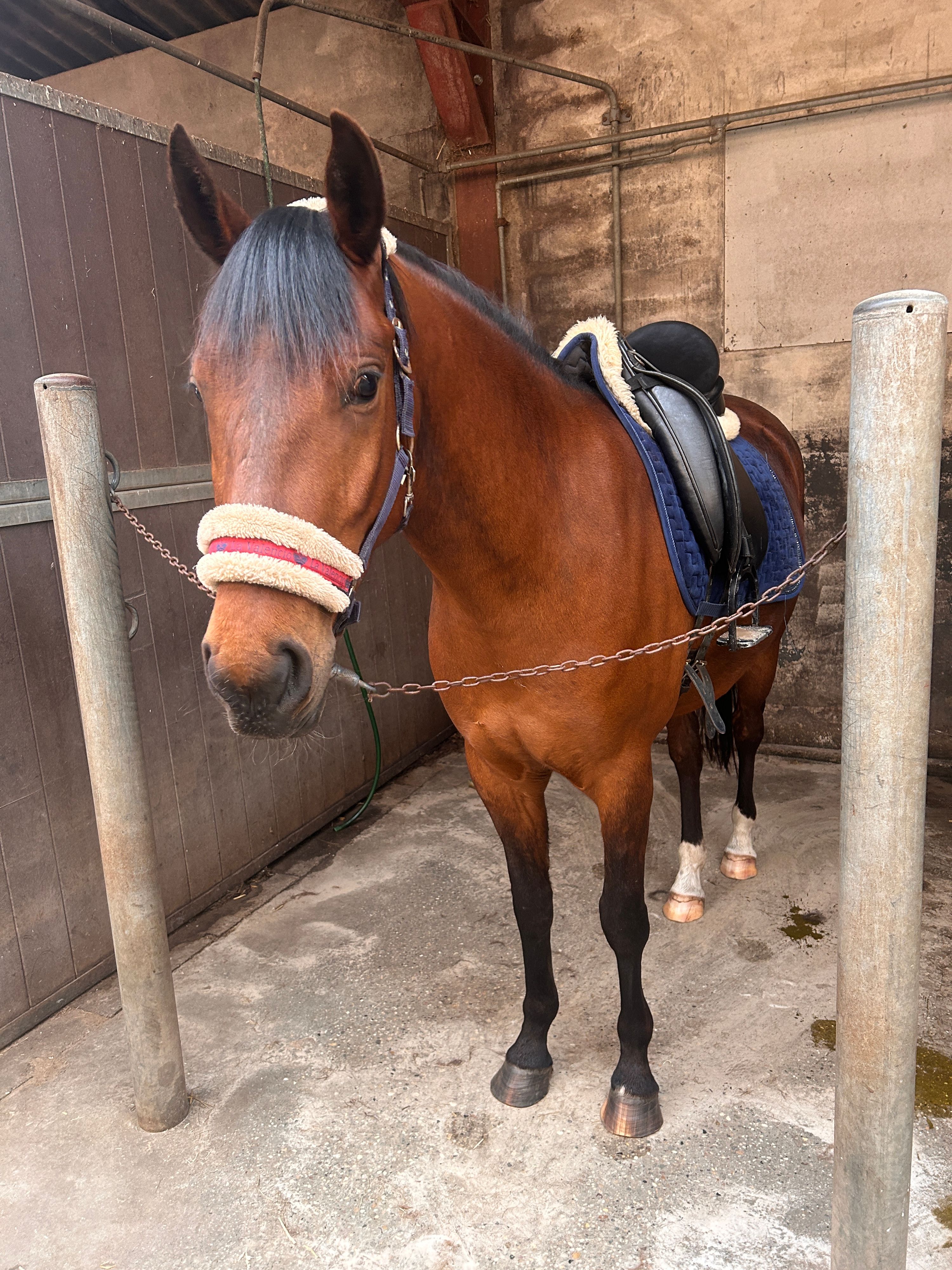 new-forest allround-pony ruin 4 år bruin till salu - Foto 3