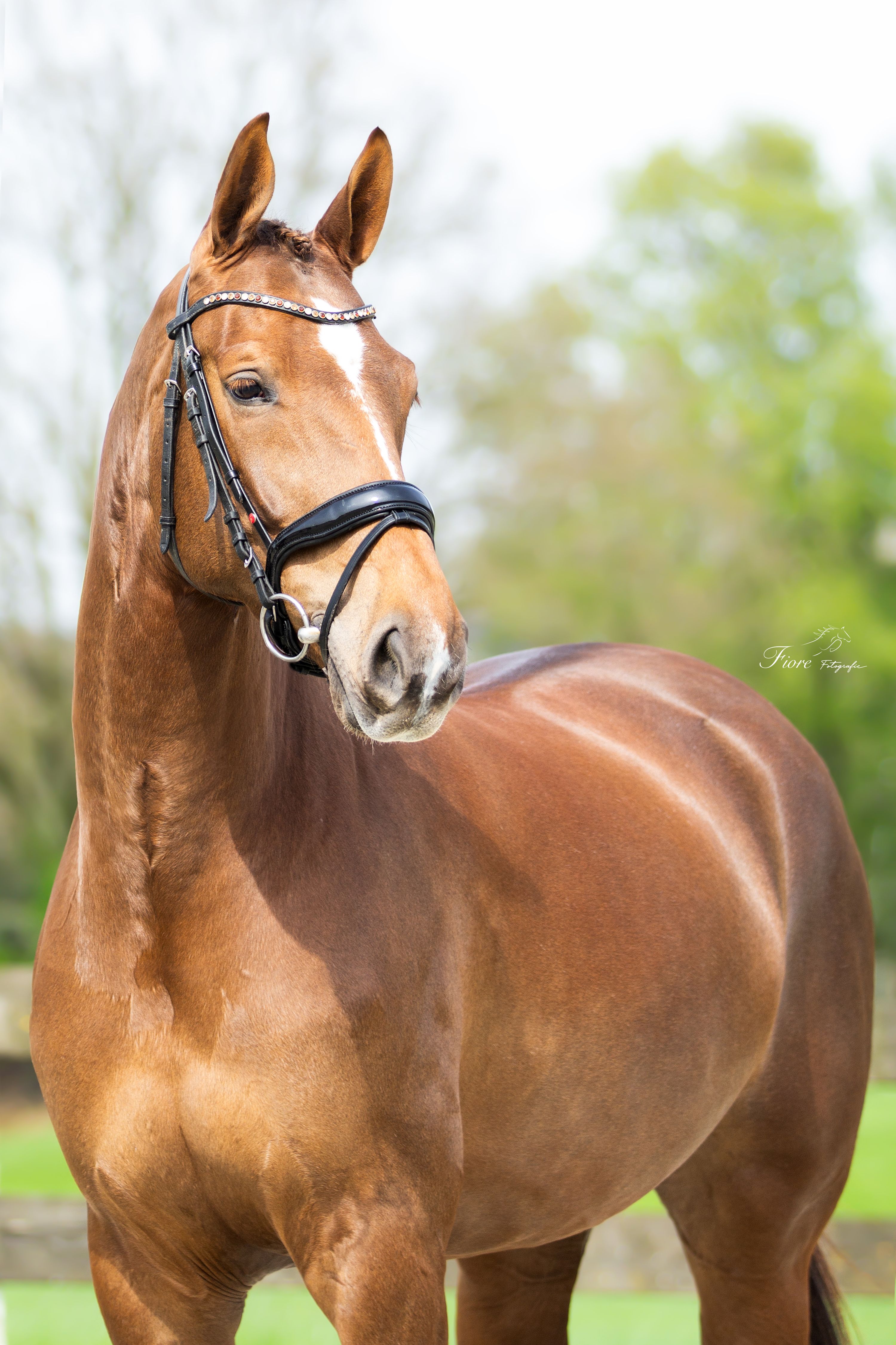 Superlieve, mooie 8 jarige merrie ZZ licht dressuur