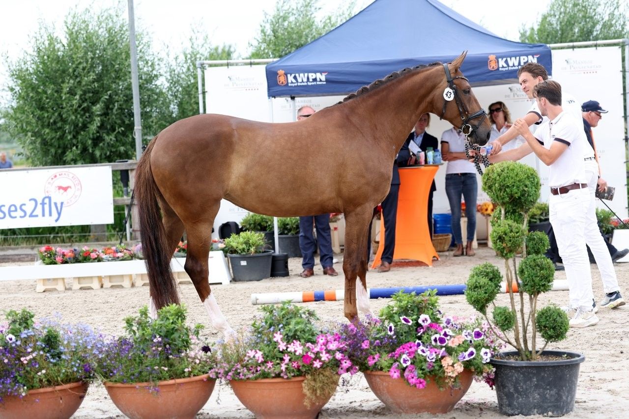 kwpn dressuurpaard merrie 8 years old vos for sale - Photo 2