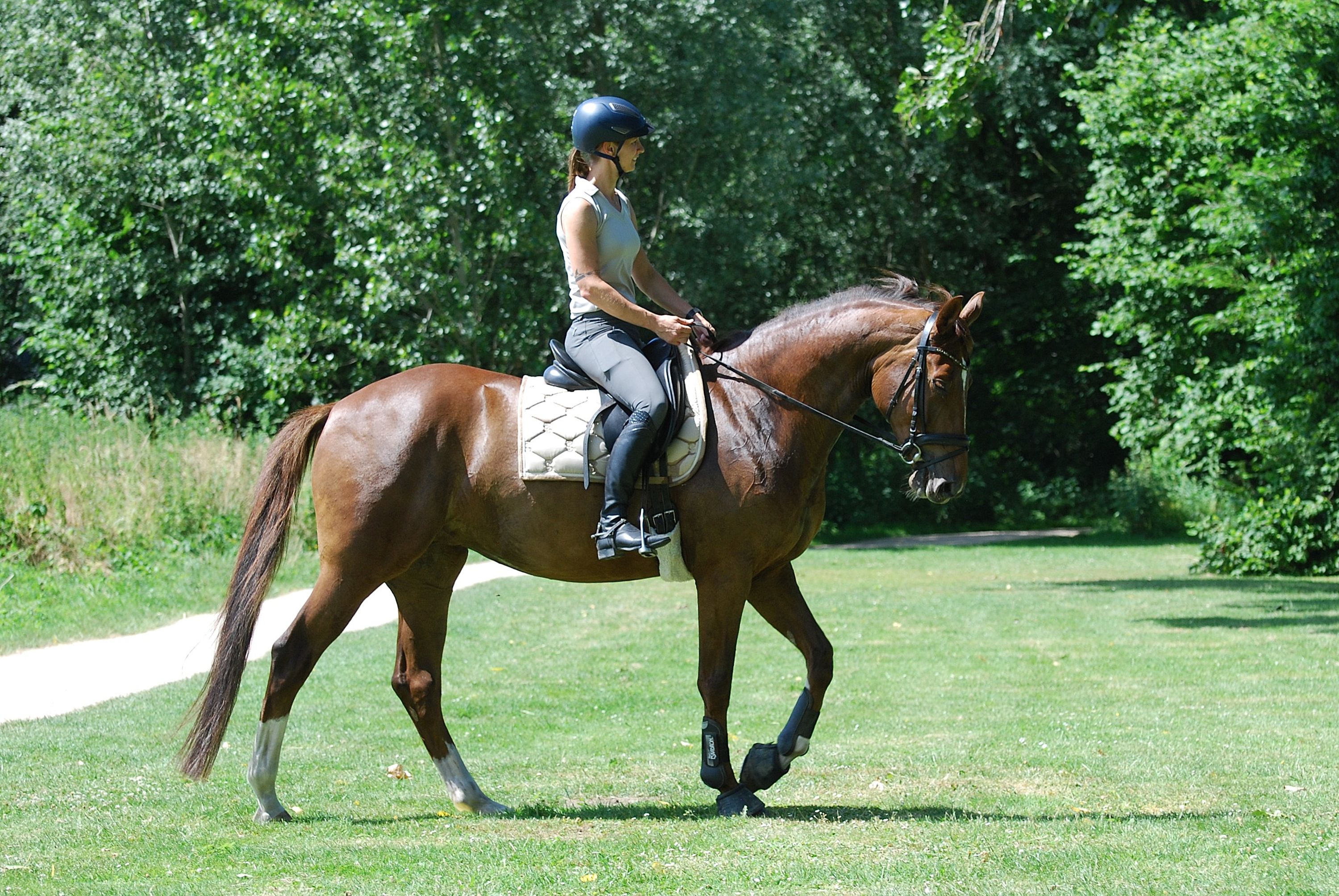 kwpn dressuurpaard merrie 8 years old vos for sale - Photo 3