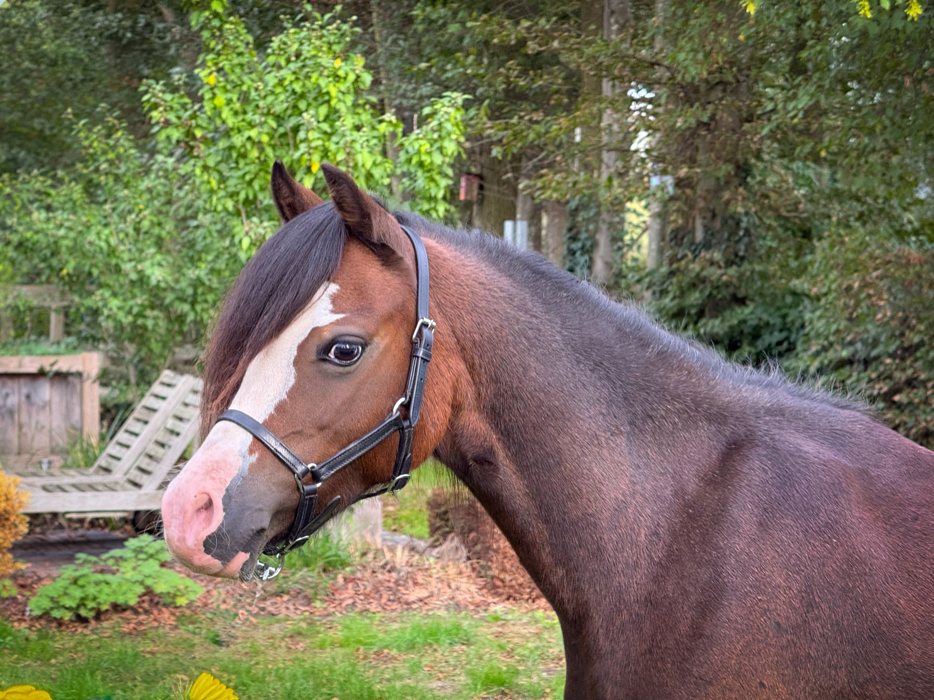 welsh allround-pony merrie 6 años donkerbruin en venta - Foto 6