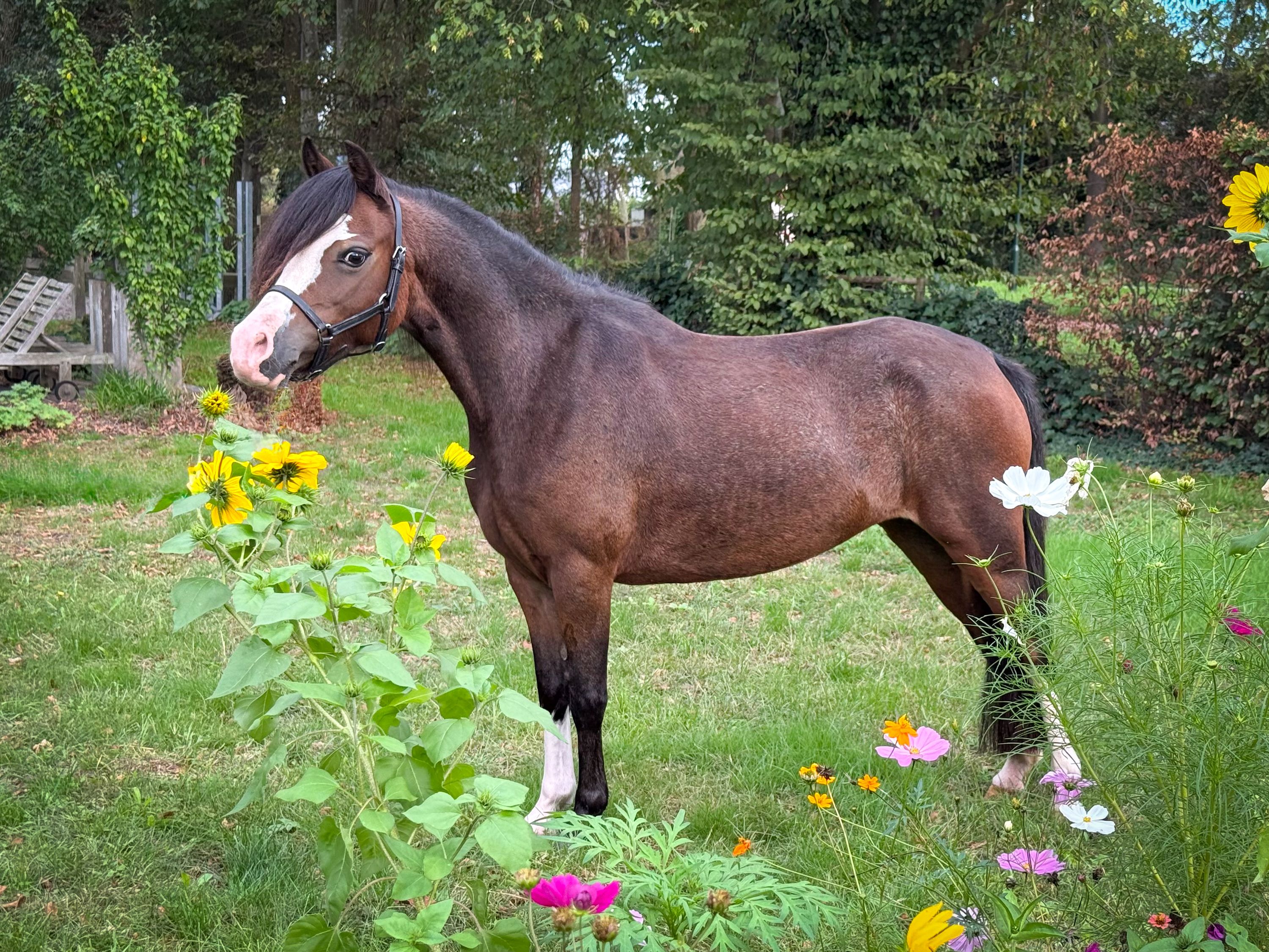 welsh allround-pony merrie 6 años donkerbruin en venta - Foto 4