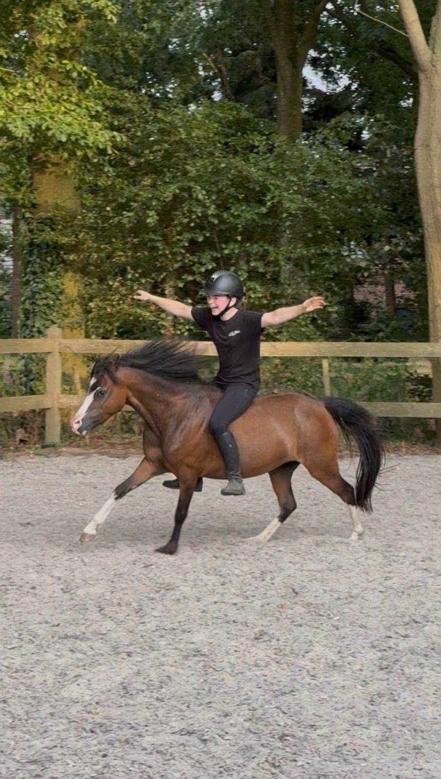 welsh allround-pony merrie 6 años donkerbruin en venta - Foto 2