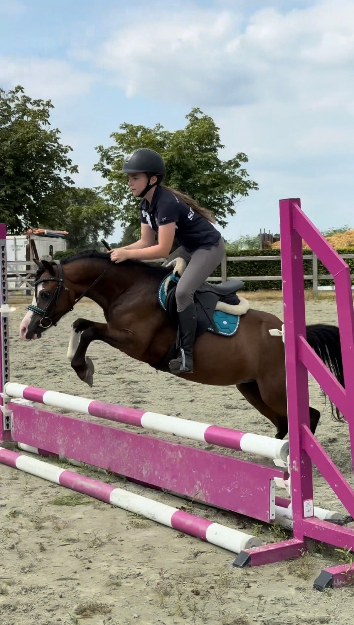 welsh allround-pony merrie 6 años donkerbruin en venta - Foto 3