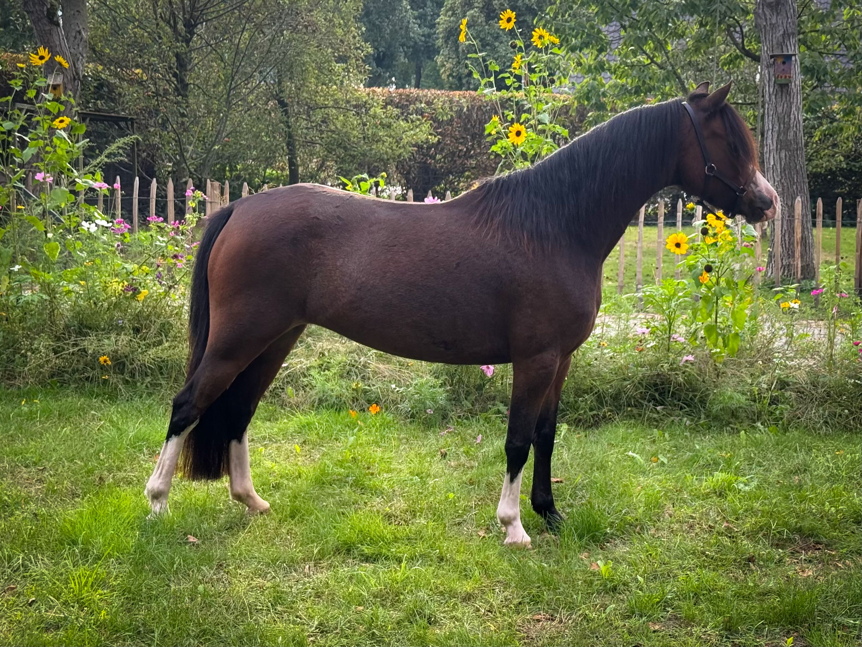 welsh allround-pony merrie 6 años donkerbruin en venta - Foto 5