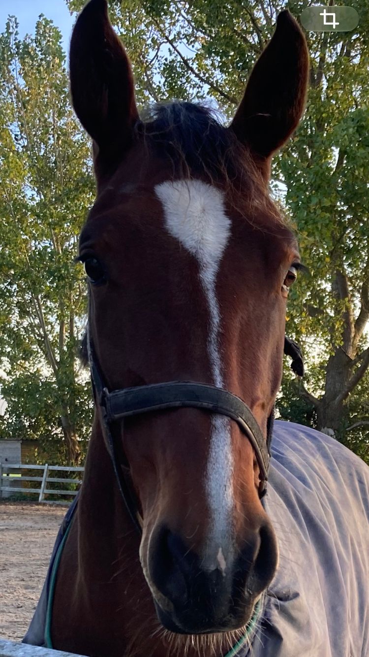 Knappe stoere merrie te koop aangeboden ( vader Levi VDL )