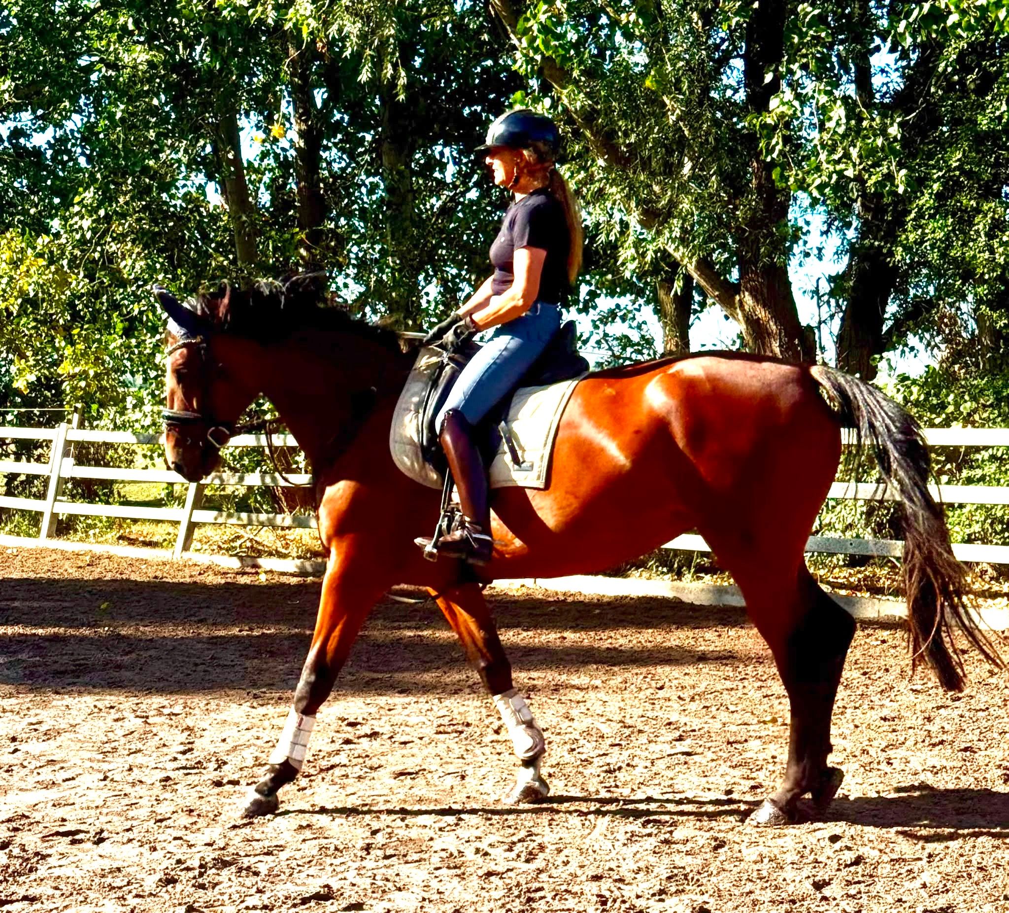 kwpn springpaard merrie 5 år bruin till salu - Foto 2