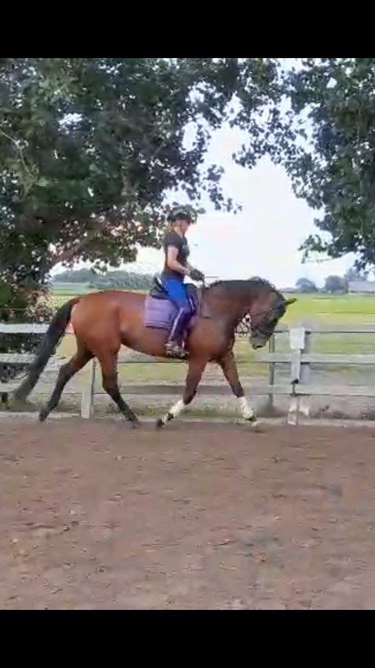 kwpn springpaard merrie 5 år bruin till salu - Foto 3